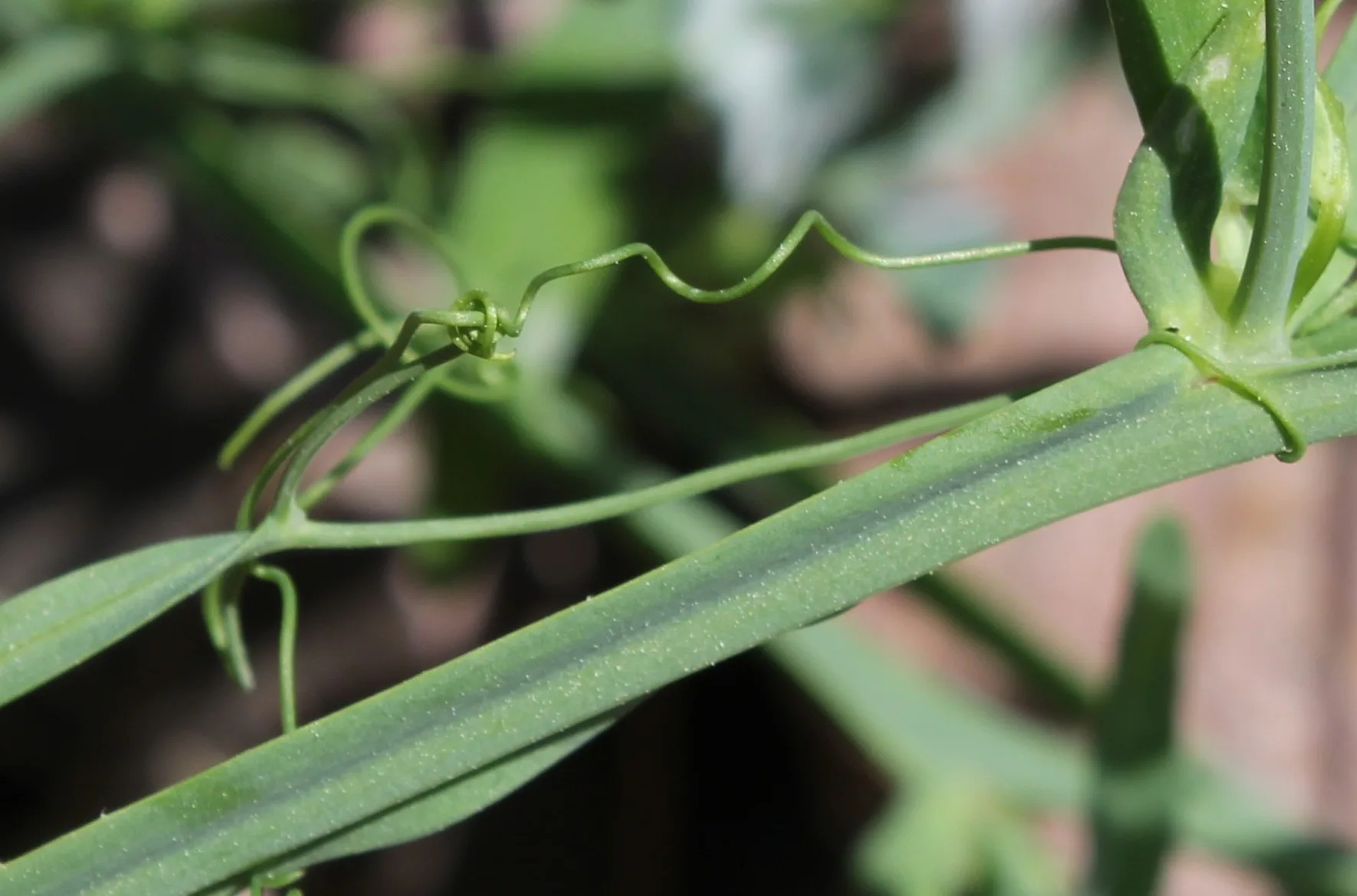 Lathyrus clymenum