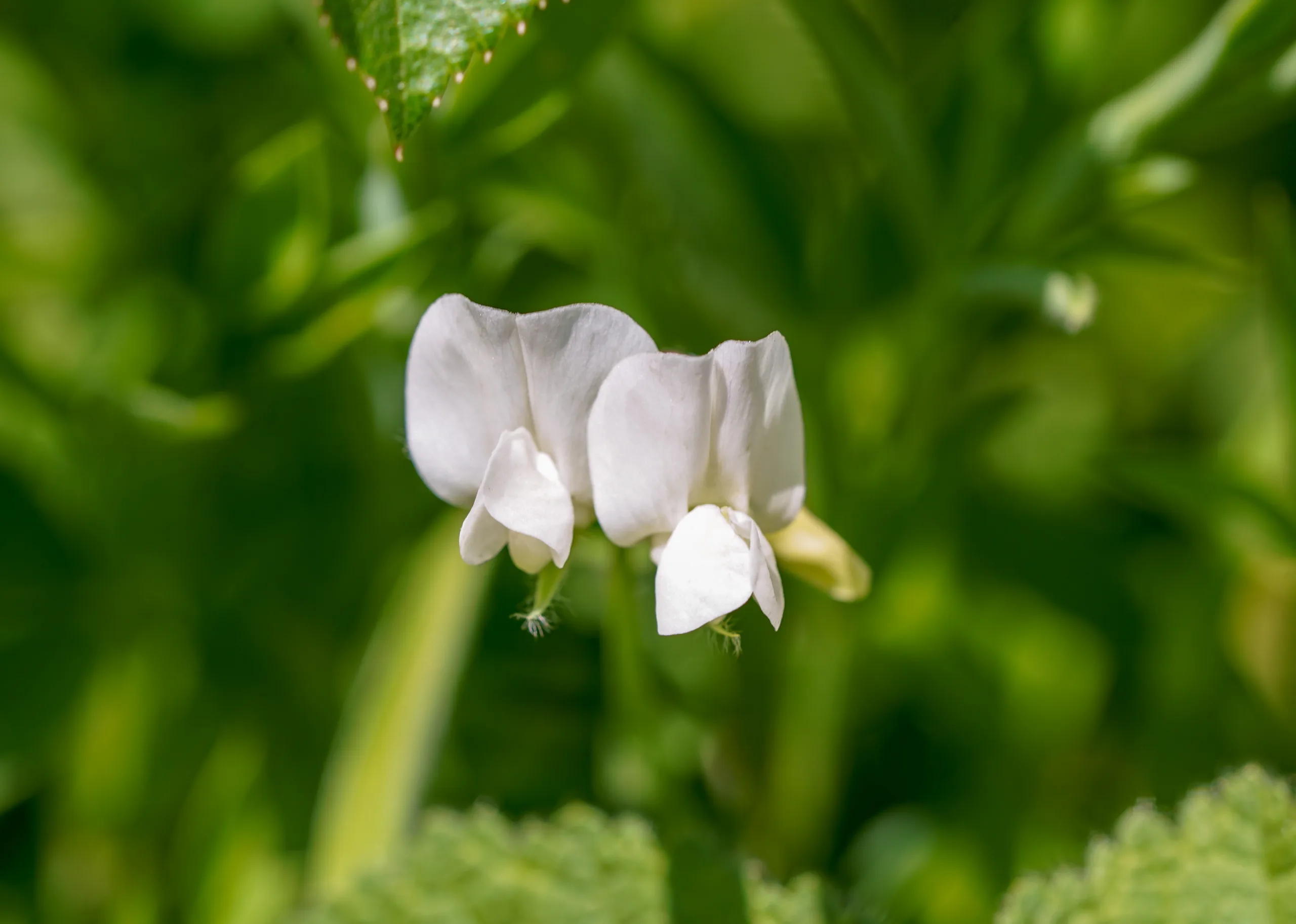 Lathyrus czeczottianus