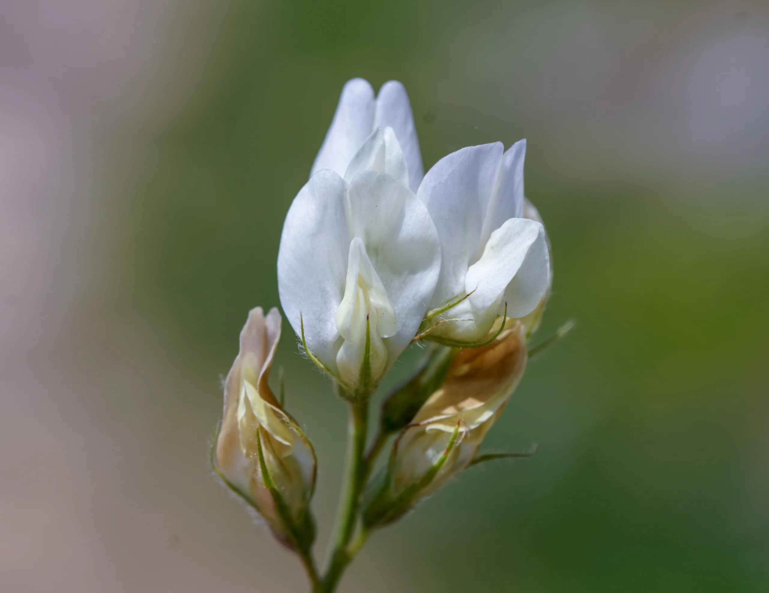 Lathyrus czeczottianus