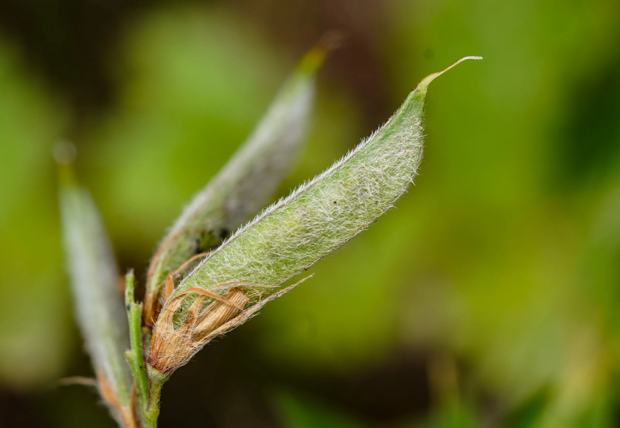 Lathyrus czeczottianus