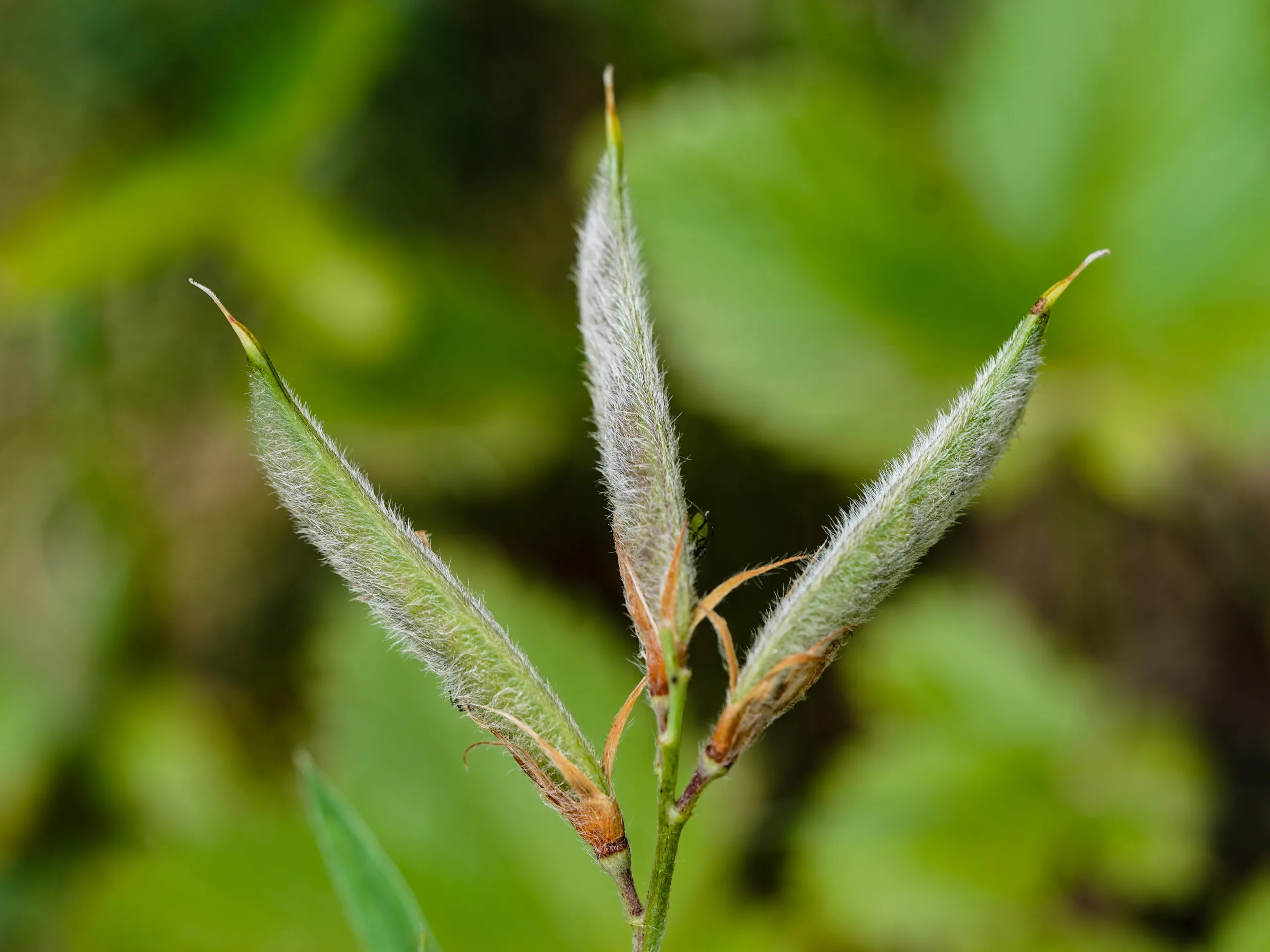 Lathyrus czeczottianus