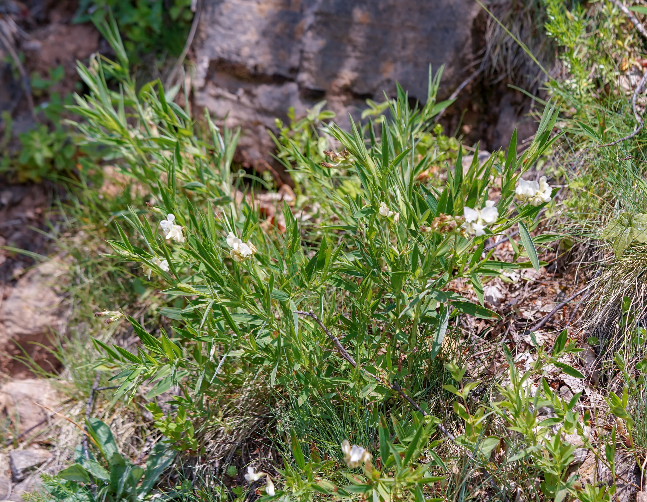 Lathyrus czeczottianus