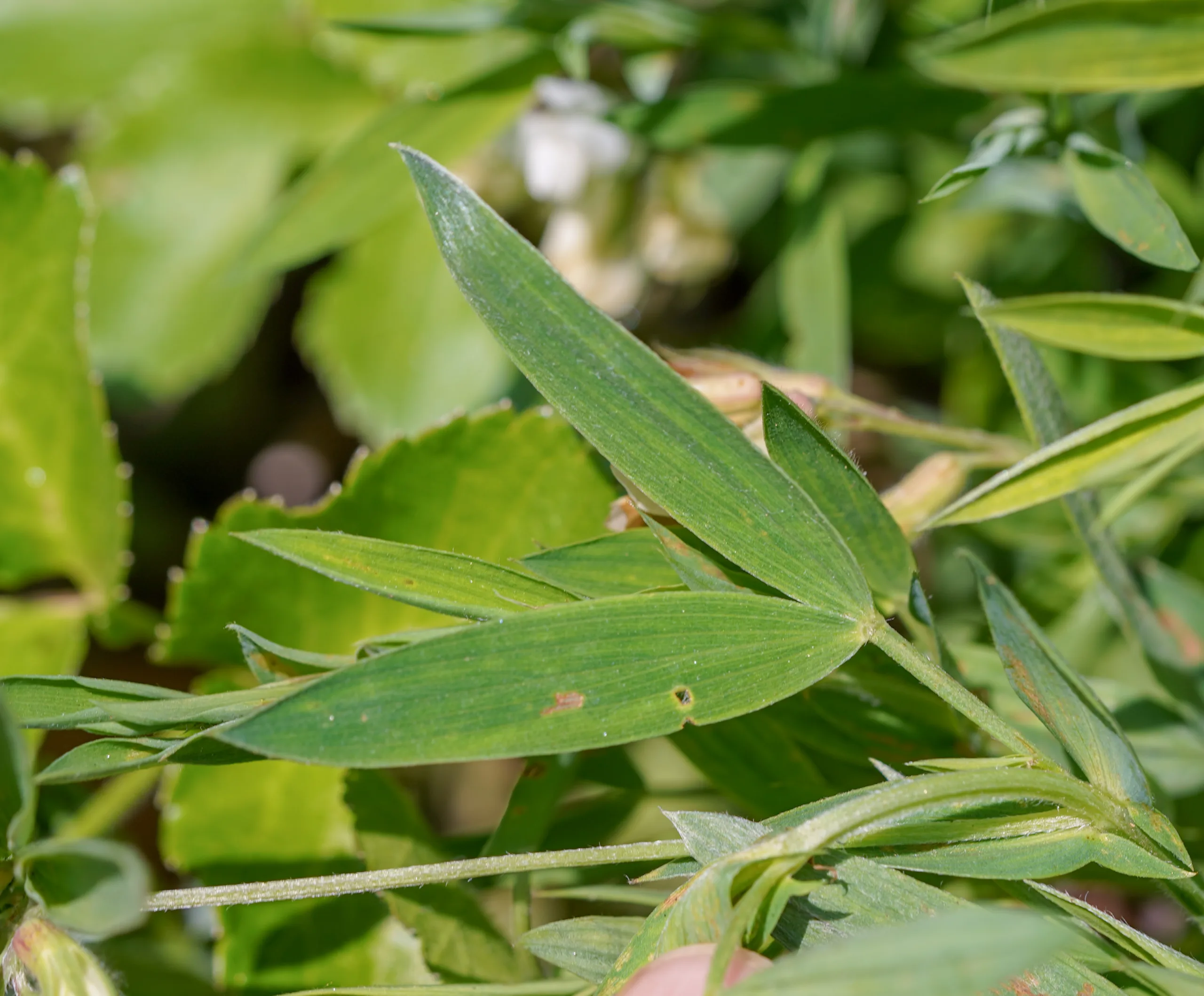 Lathyrus czeczottianus