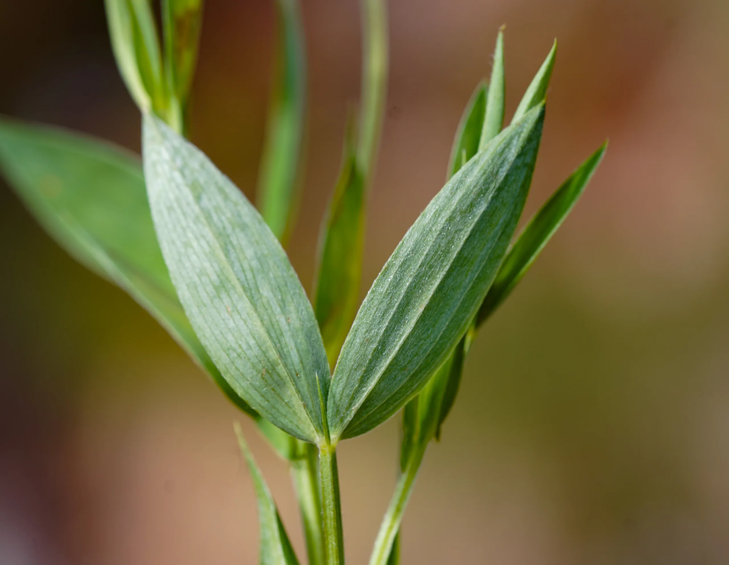Lathyrus czeczottianus