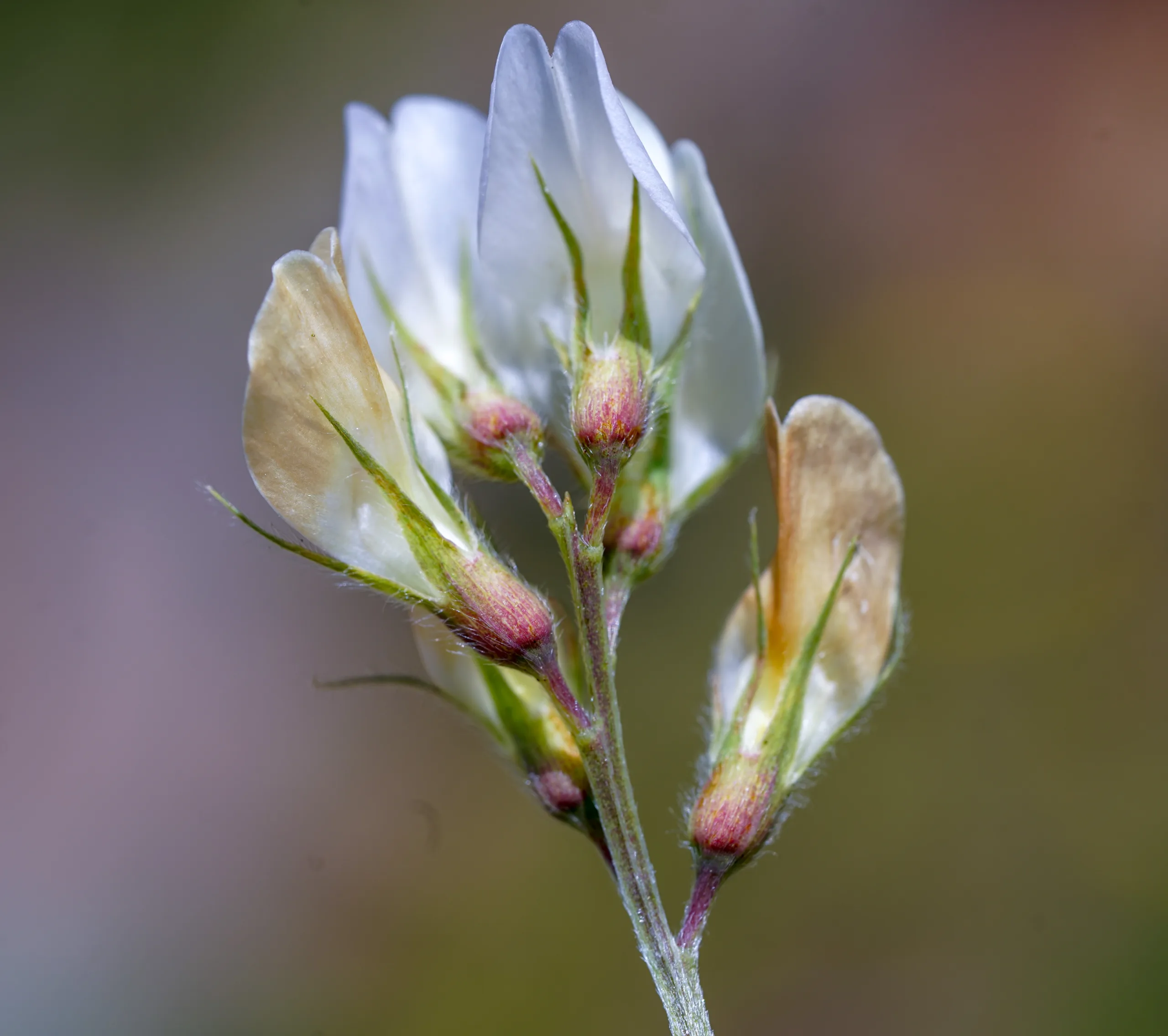 Lathyrus czeczottianus
