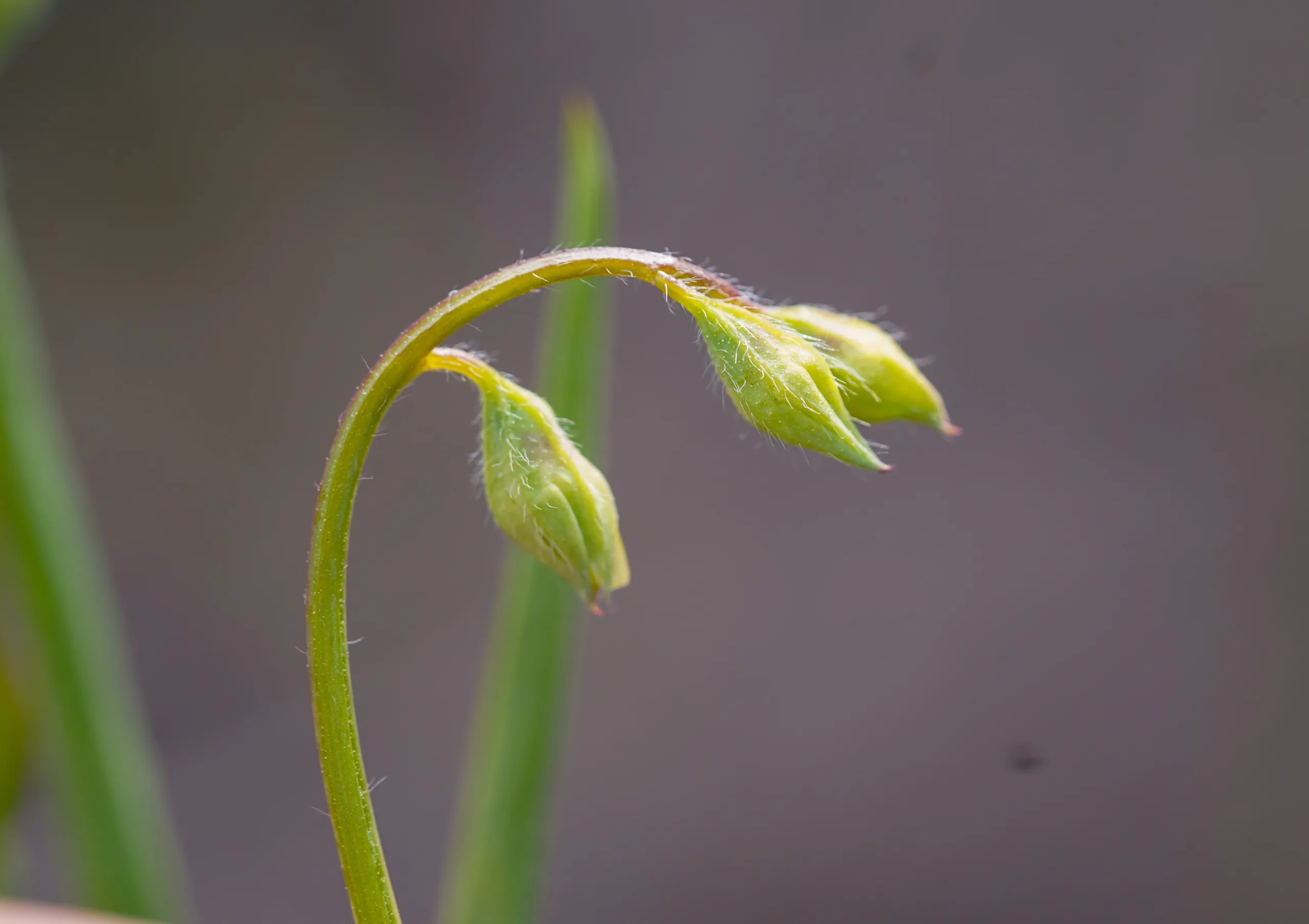 Lathyrus hirsutus