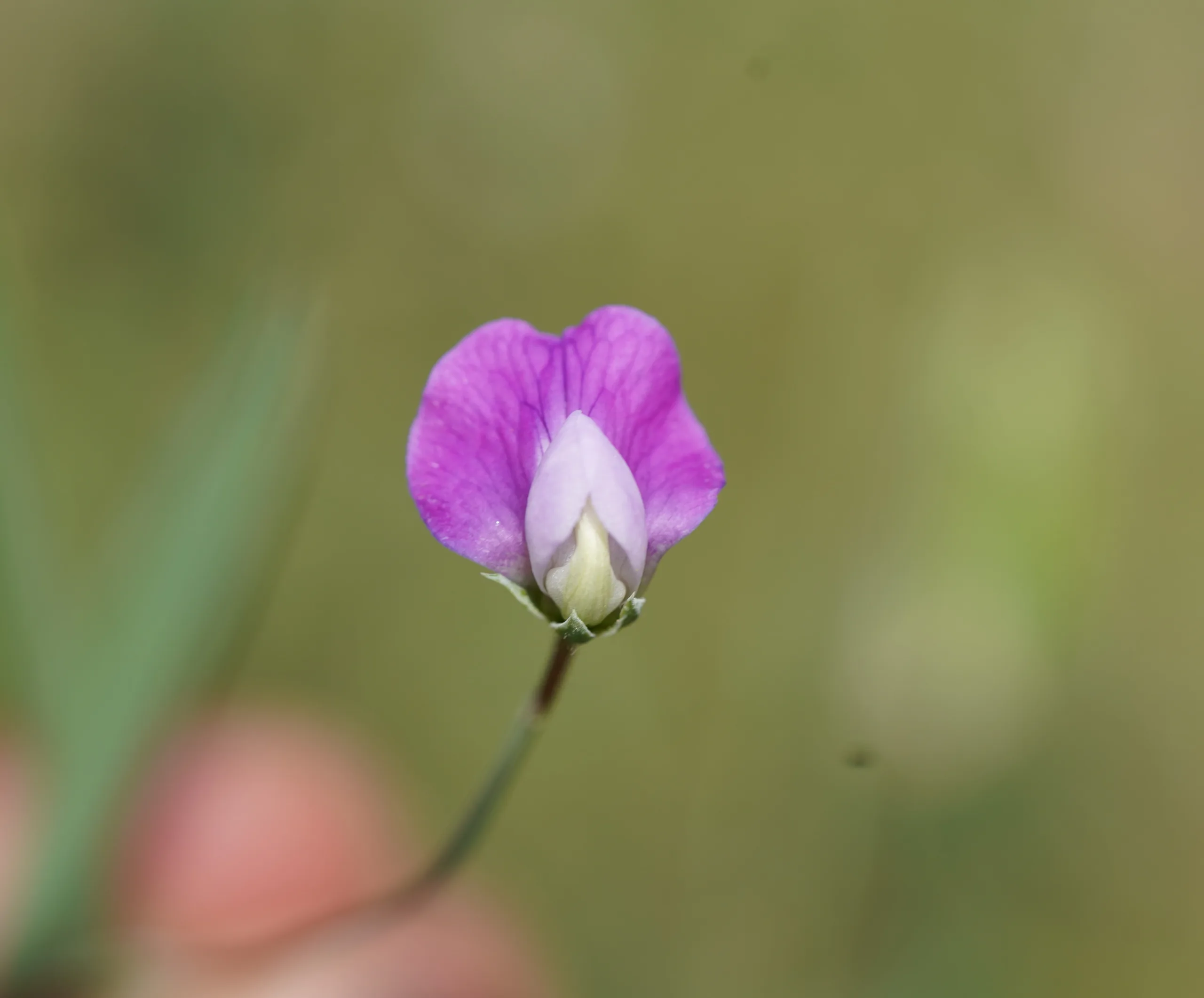 Lathyrus hirsutus