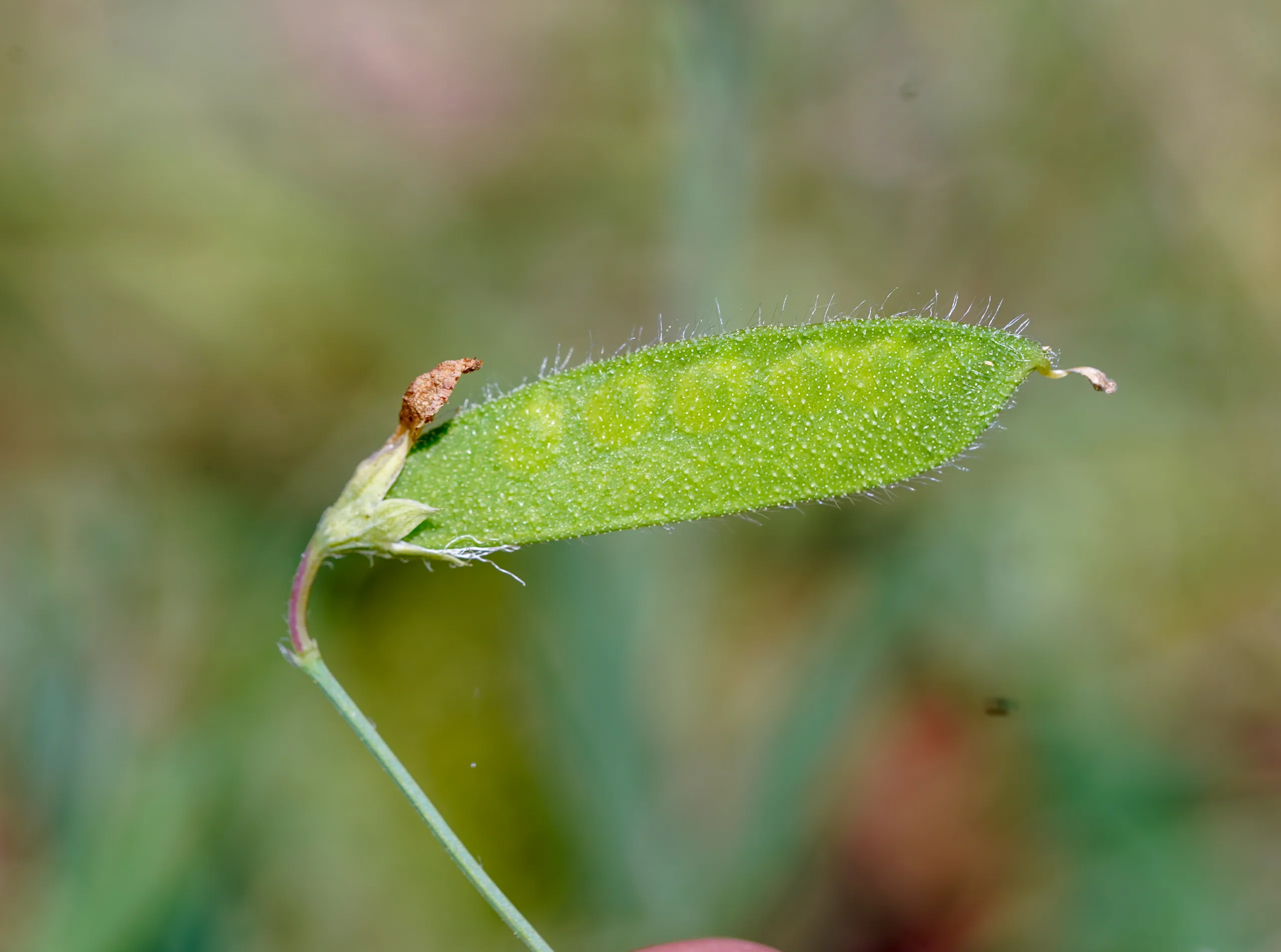 Lathyrus hirsutus