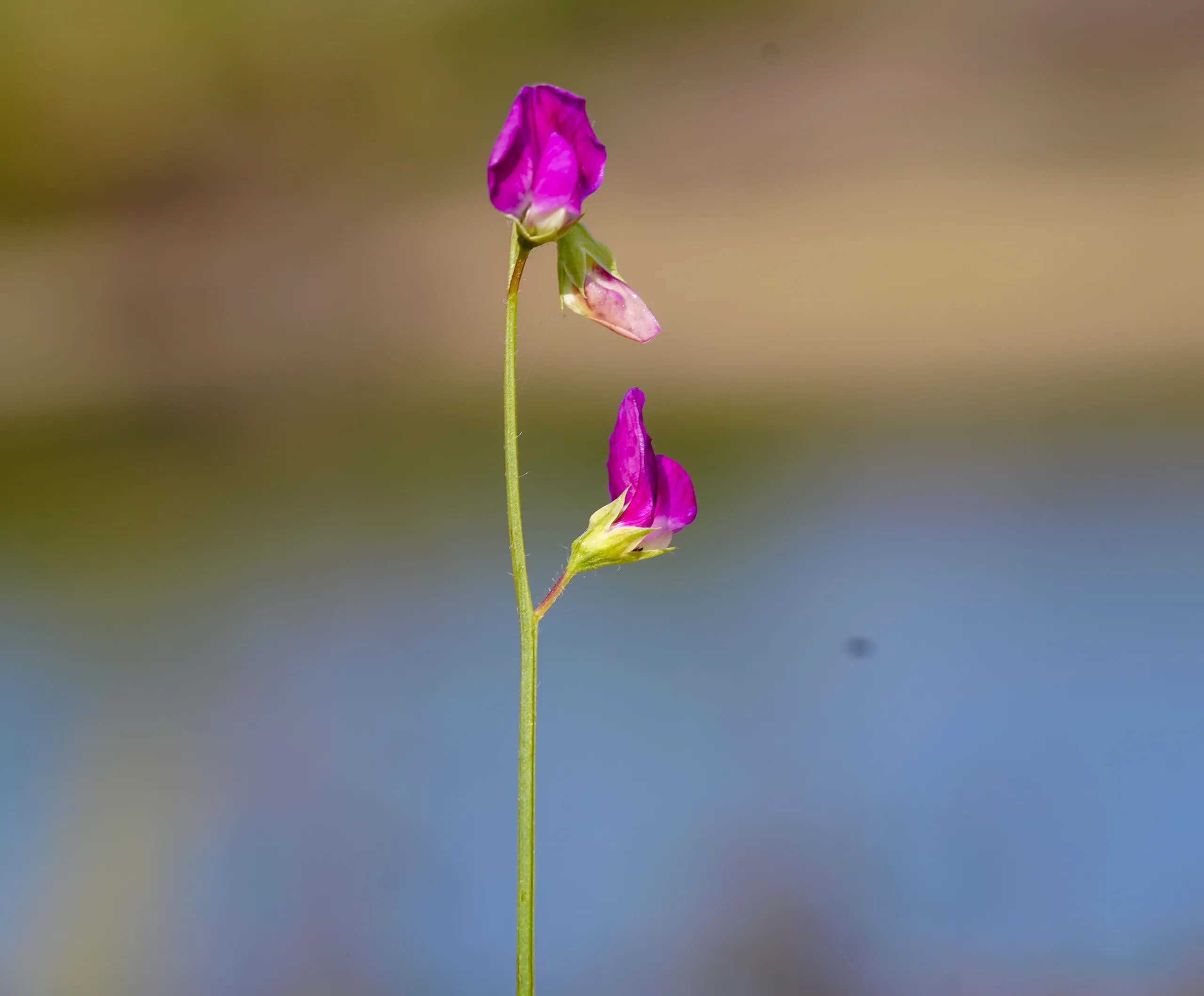 Lathyrus hirsutus