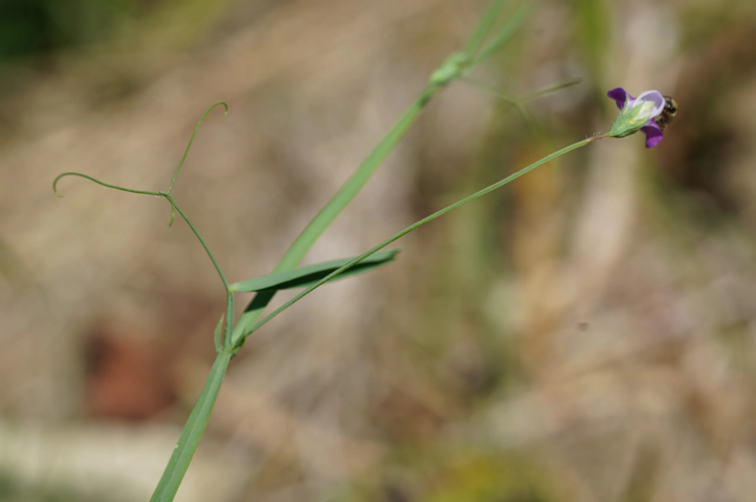 Lathyrus hirsutus