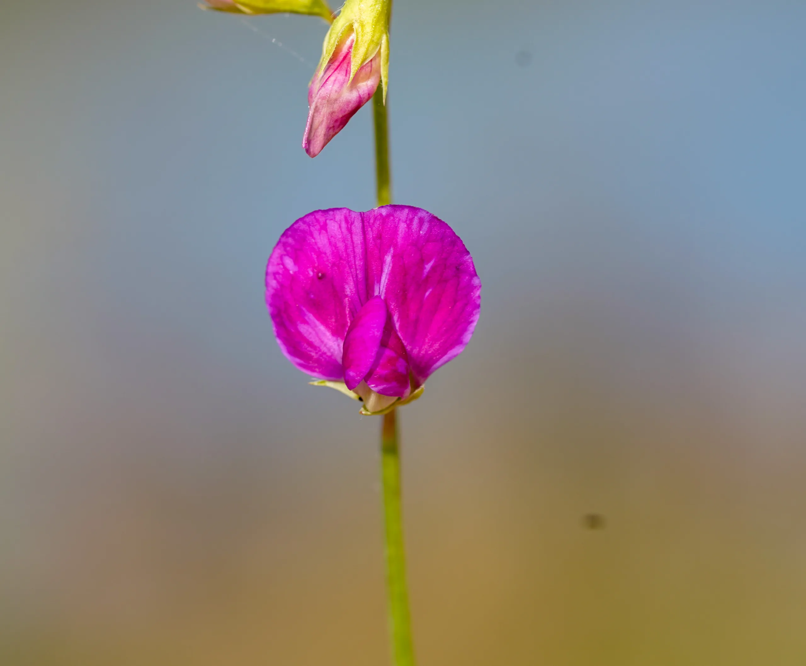 Lathyrus hirsutus