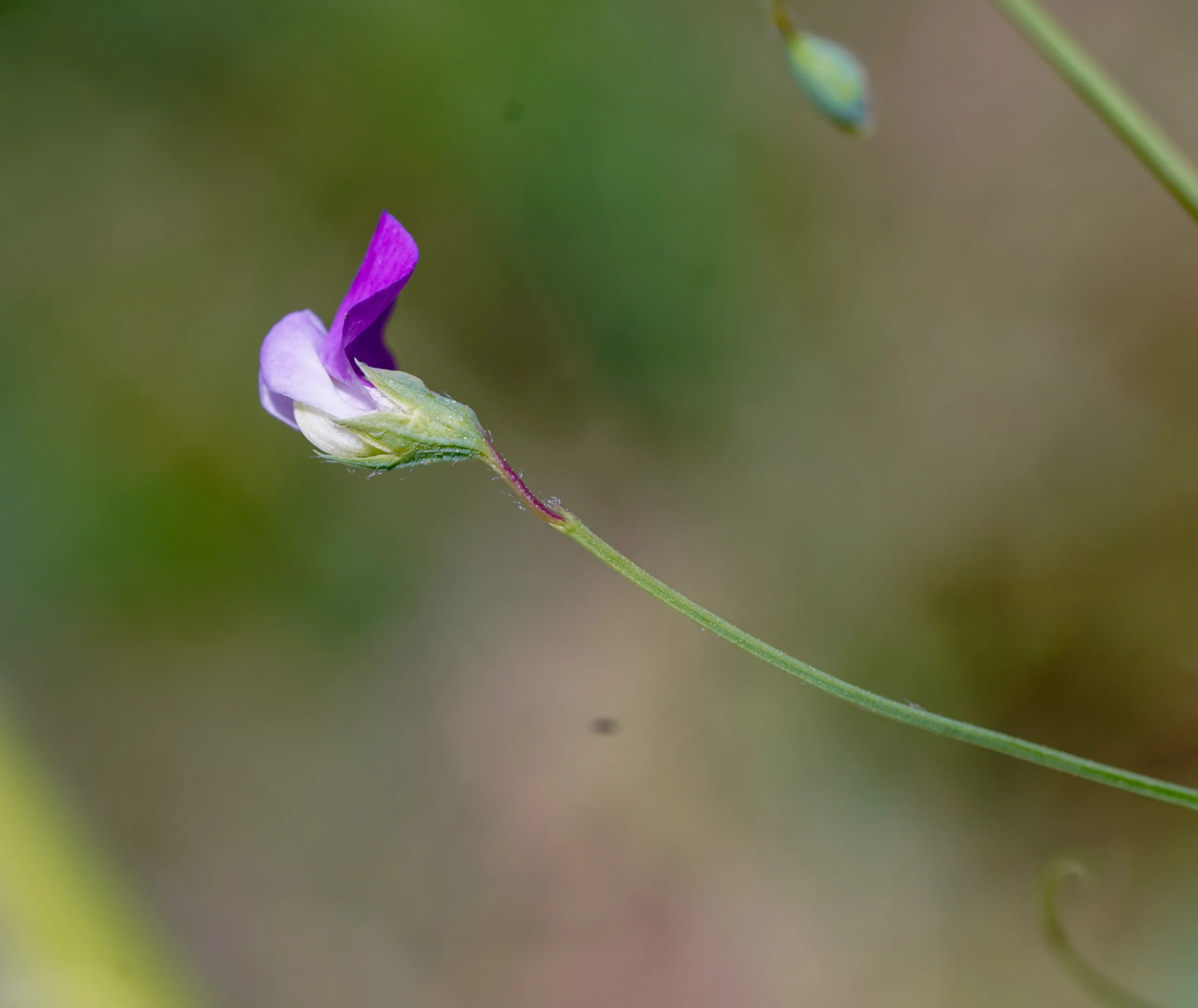Lathyrus hirsutus