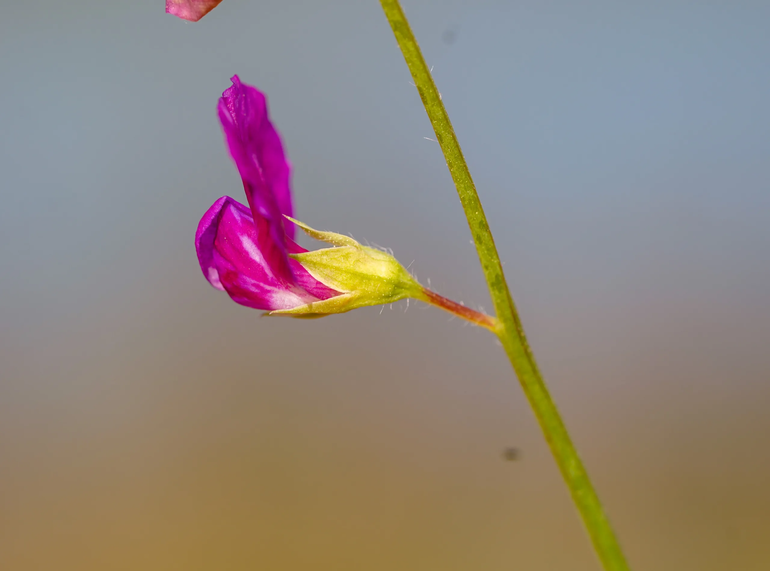 Lathyrus hirsutus