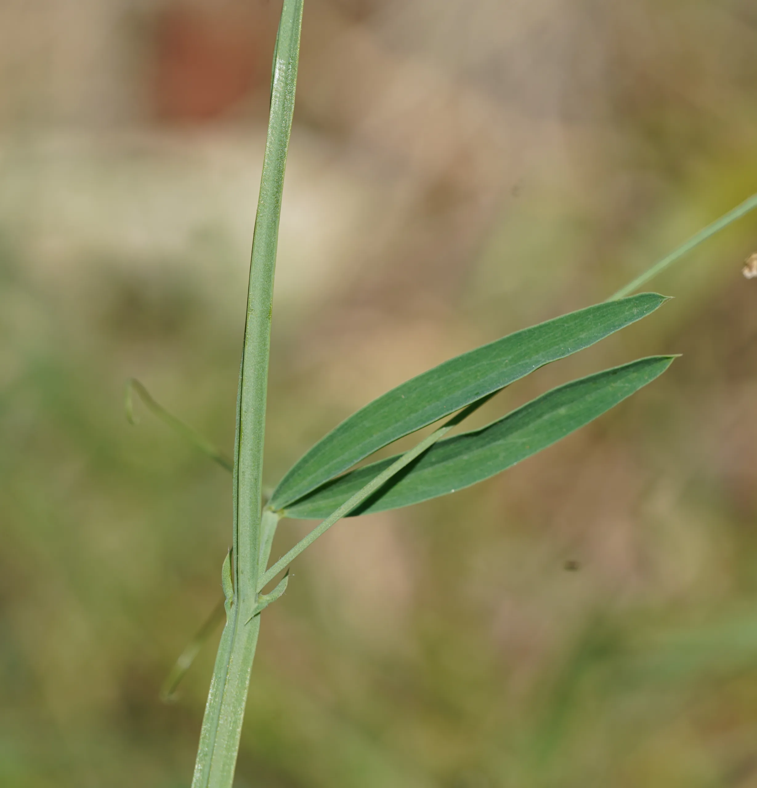 Lathyrus hirsutus