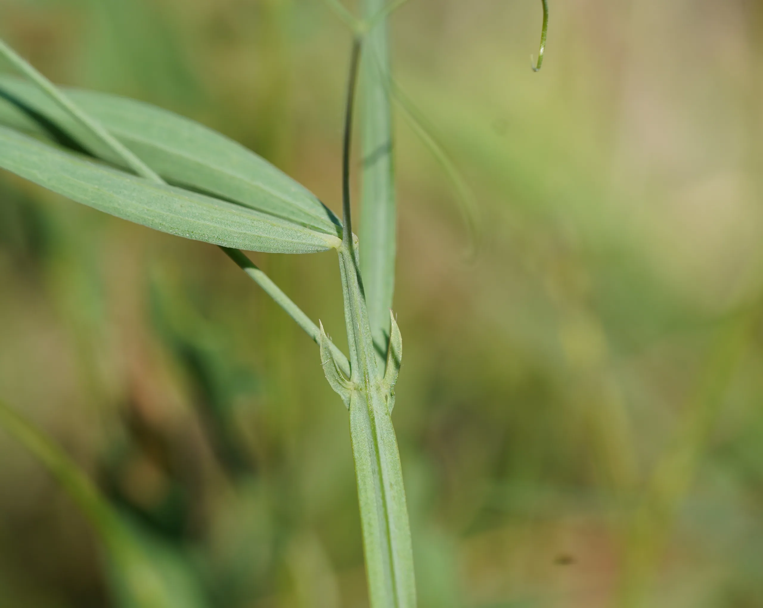 Lathyrus hirsutus