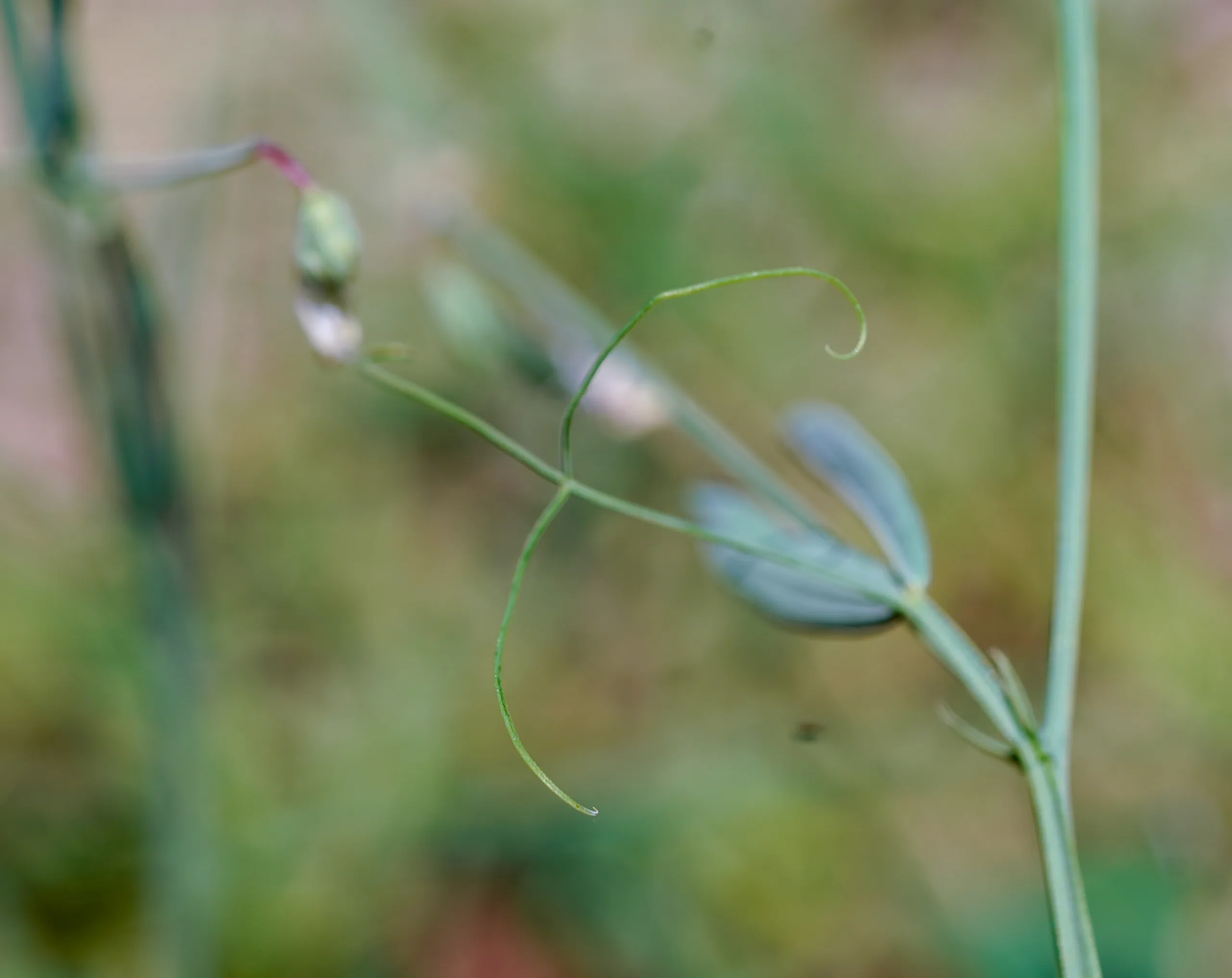 Lathyrus hirsutus