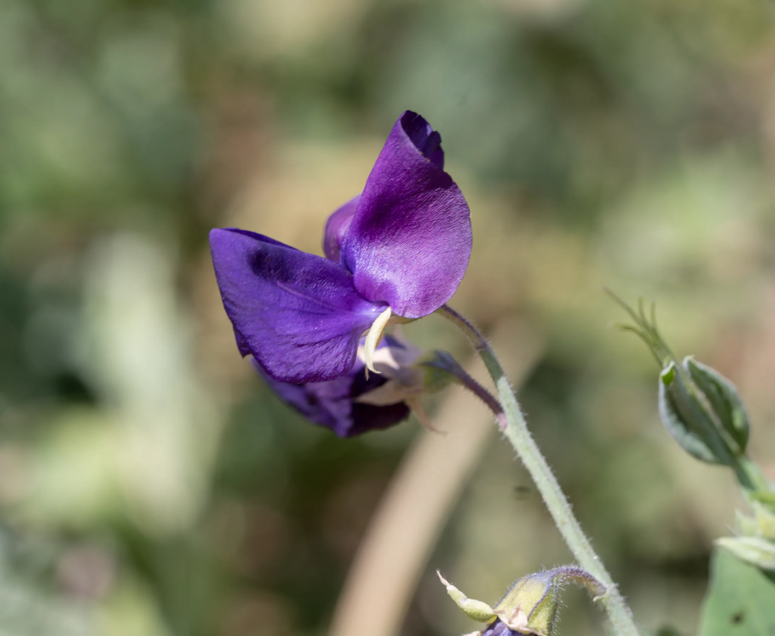 Lathyrus odoratus