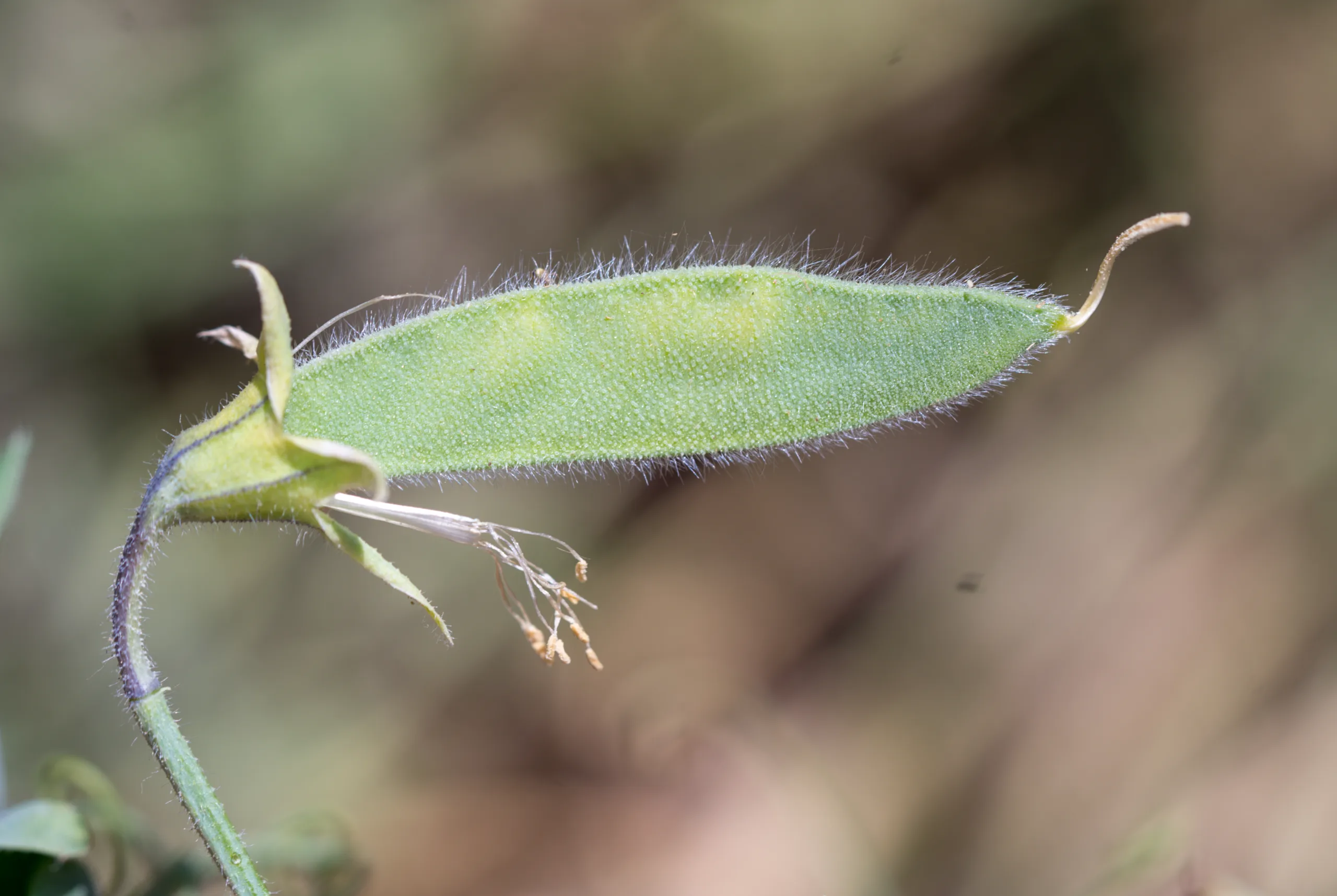 Lathyrus odoratus