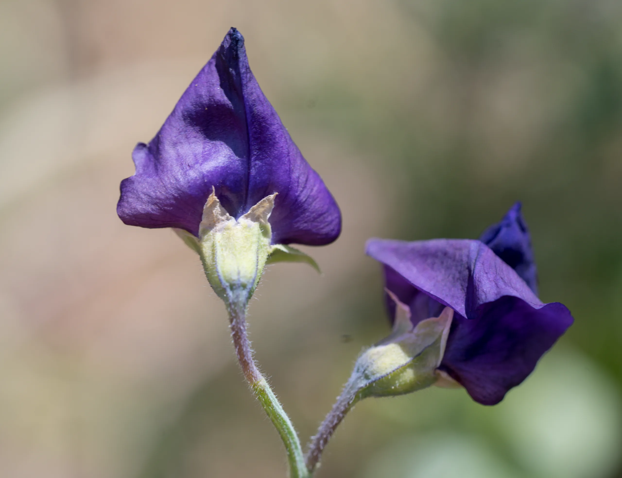 Lathyrus odoratus