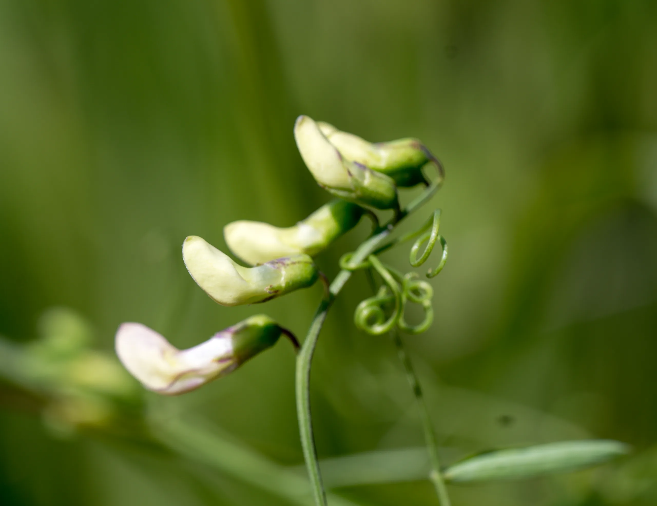 Lathyrus palustris