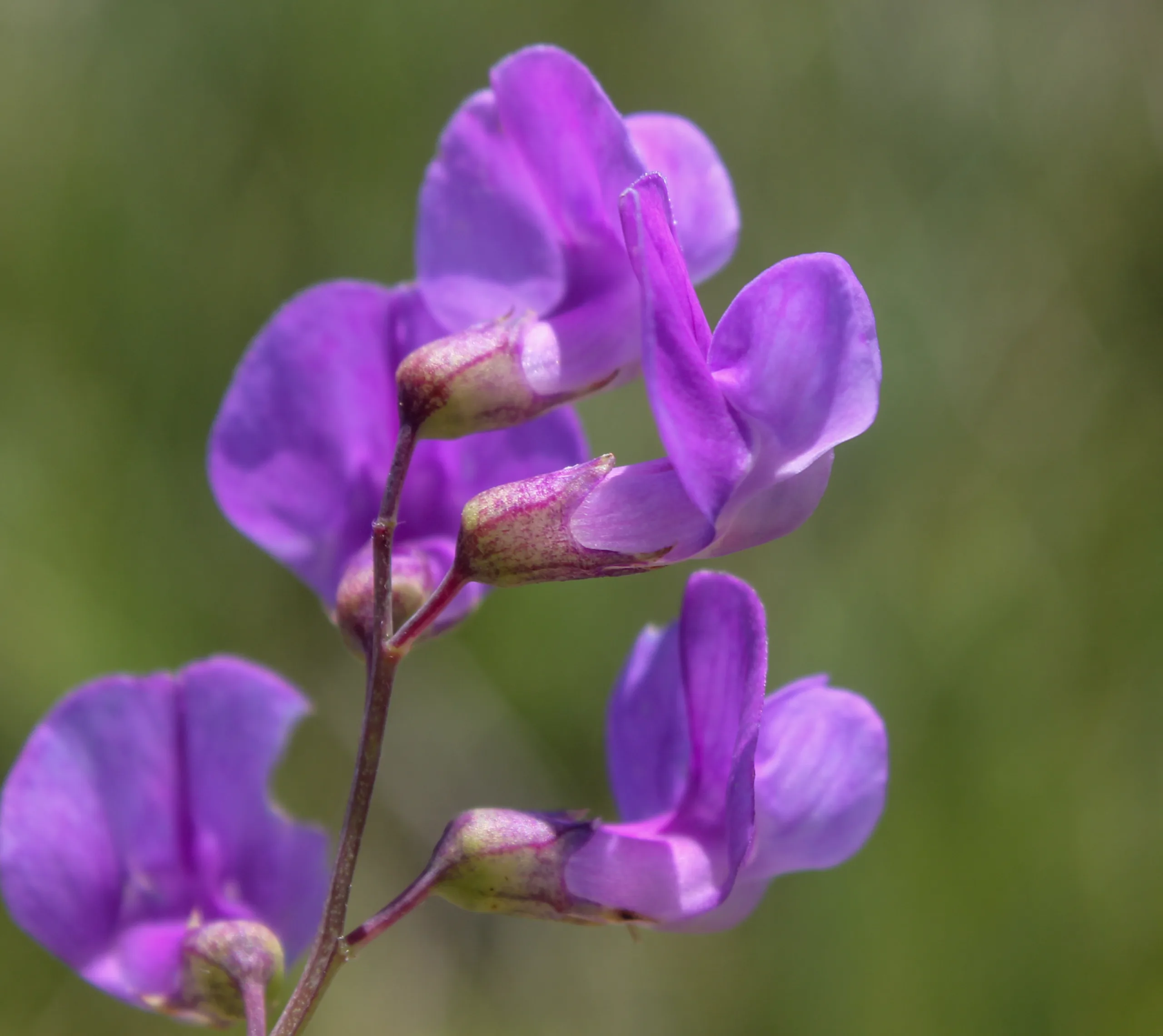 Lathyrus palustris