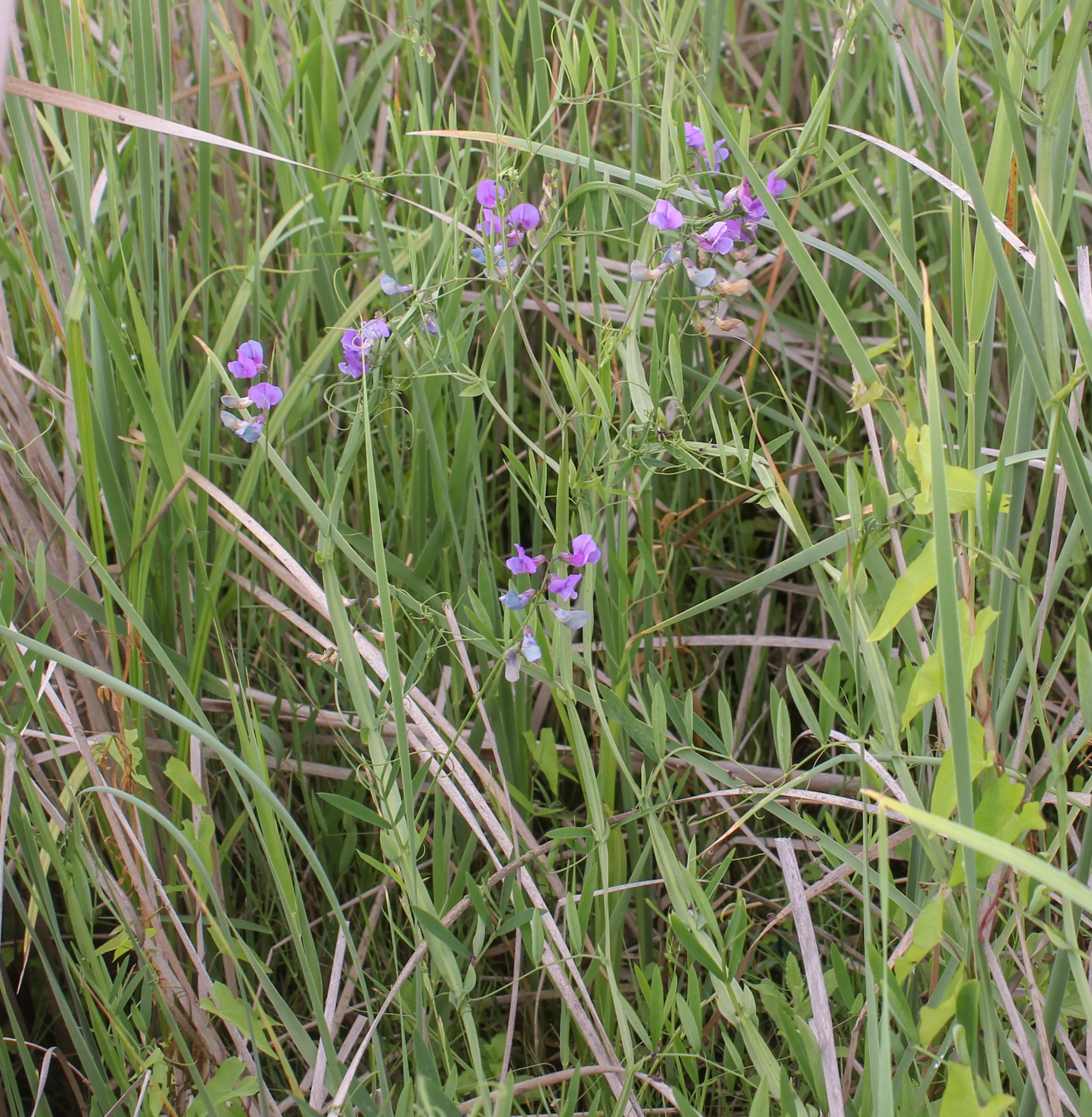 Lathyrus palustris