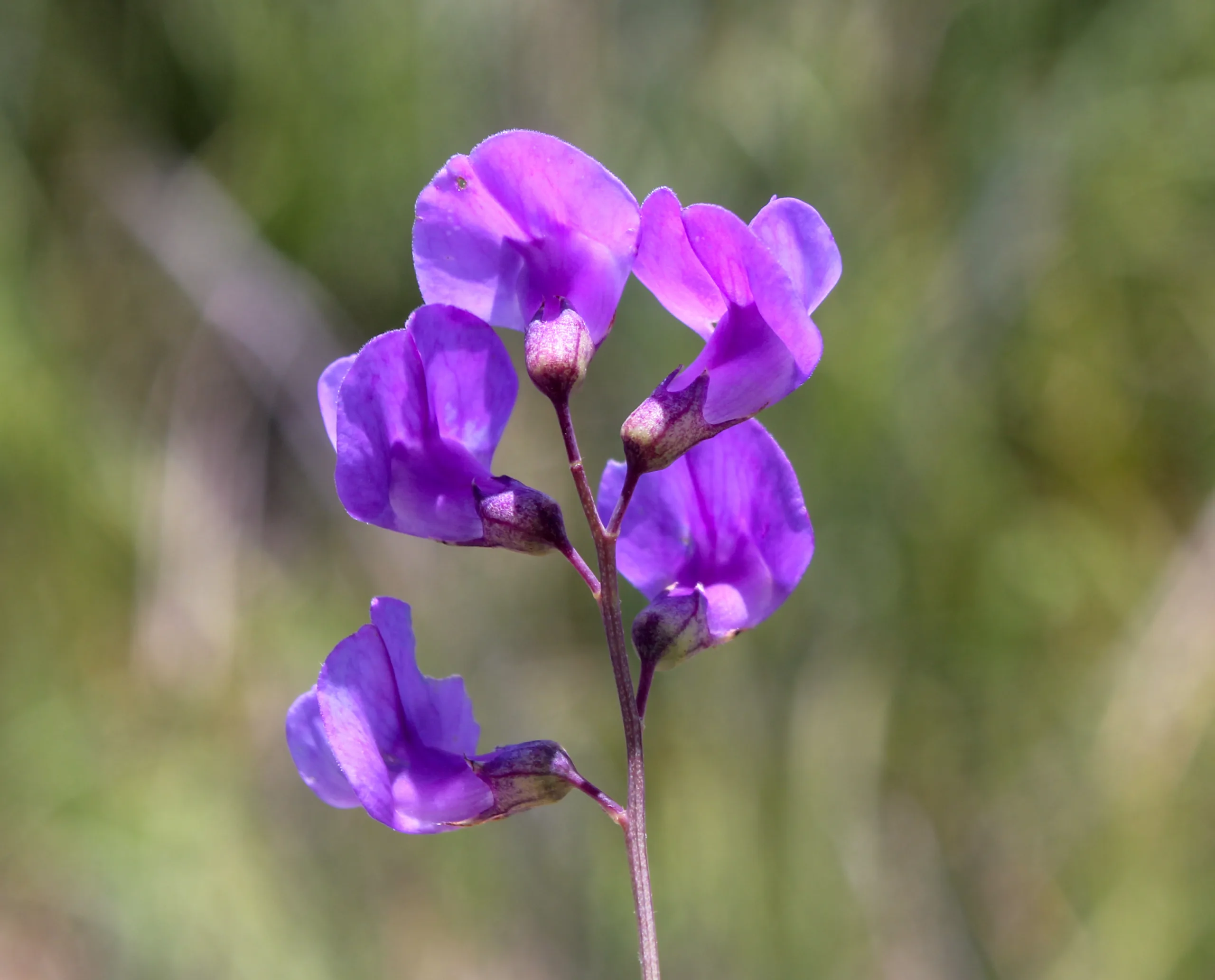 Lathyrus palustris
