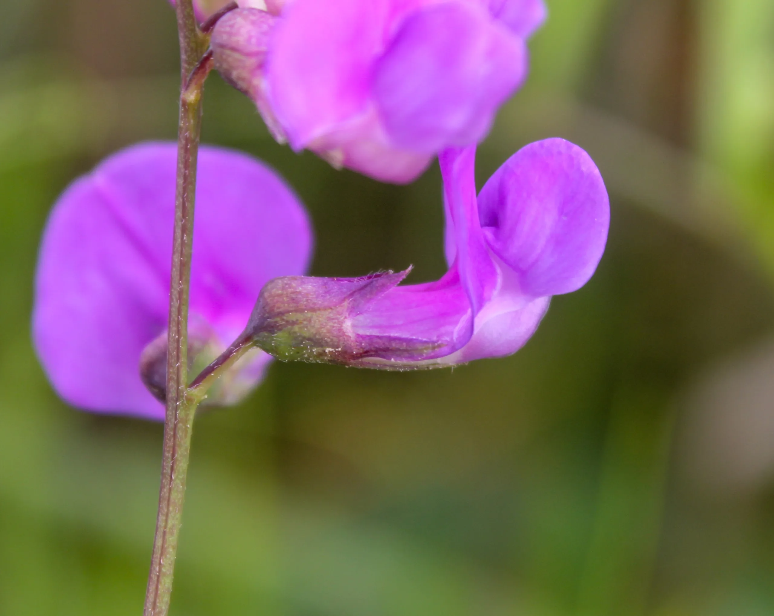 Lathyrus palustris