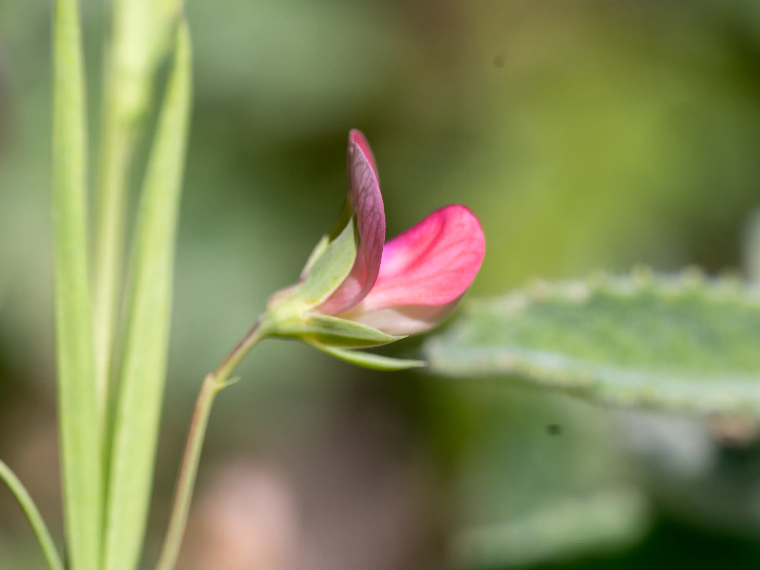 Lathyrus setifolius