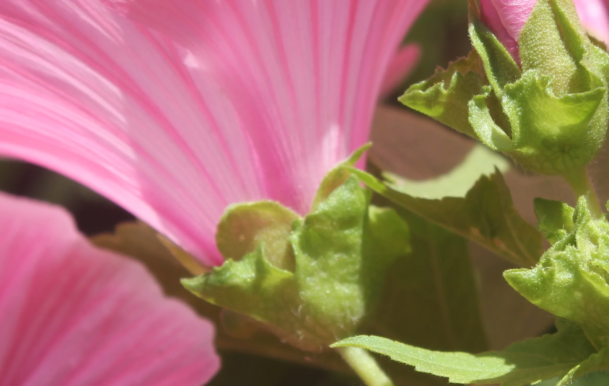 Malva trimestris