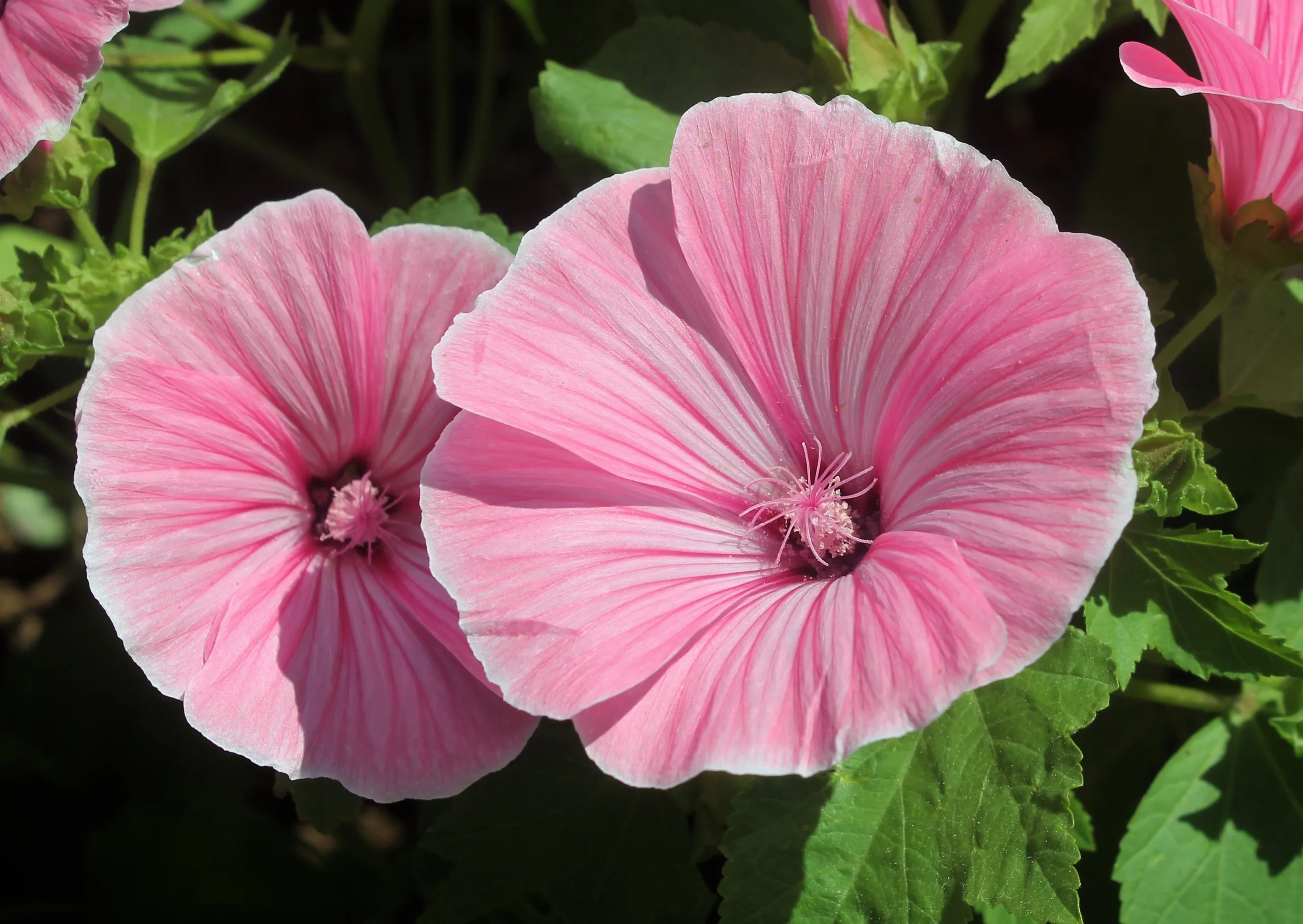 Malva trimestris