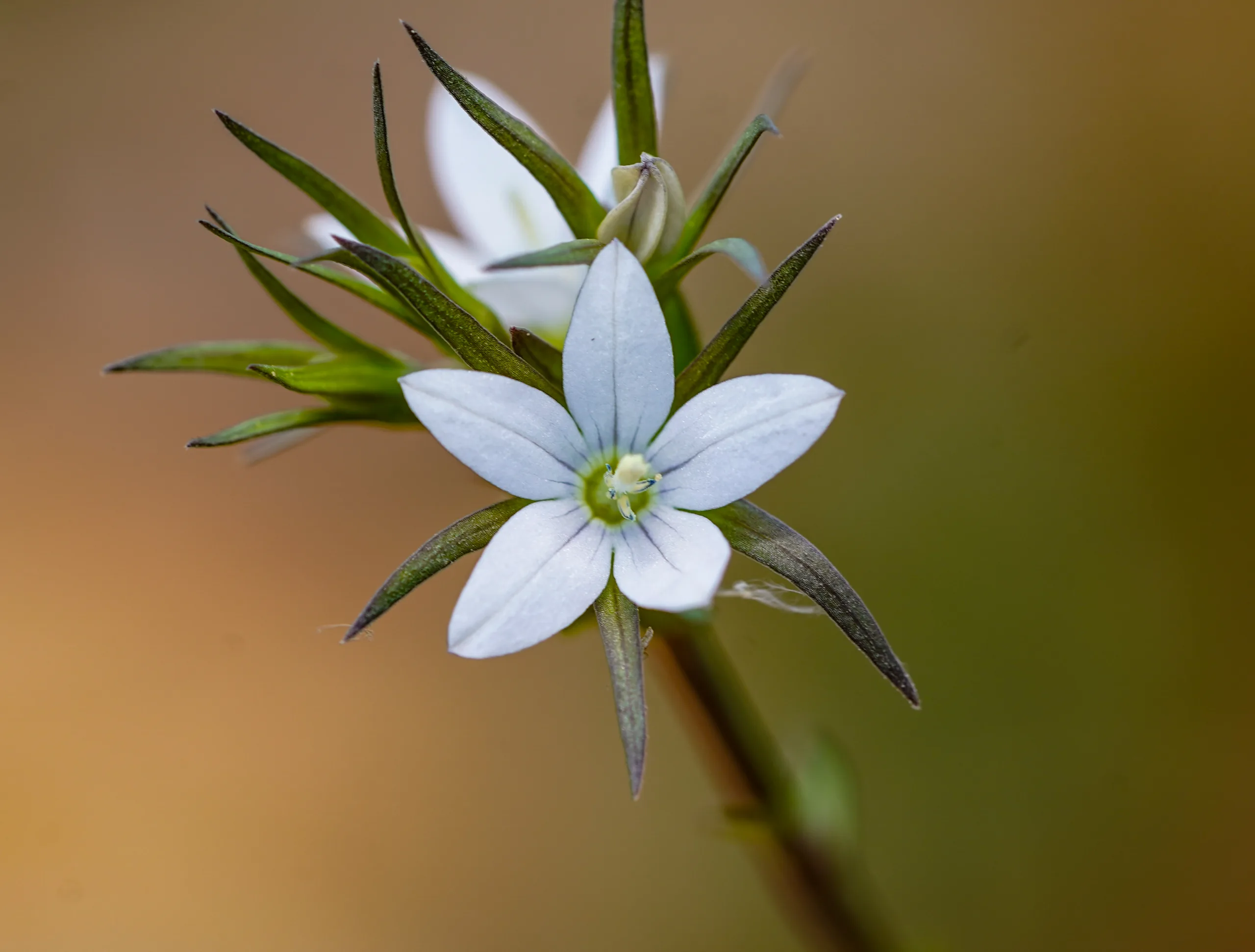 Legousia falcata