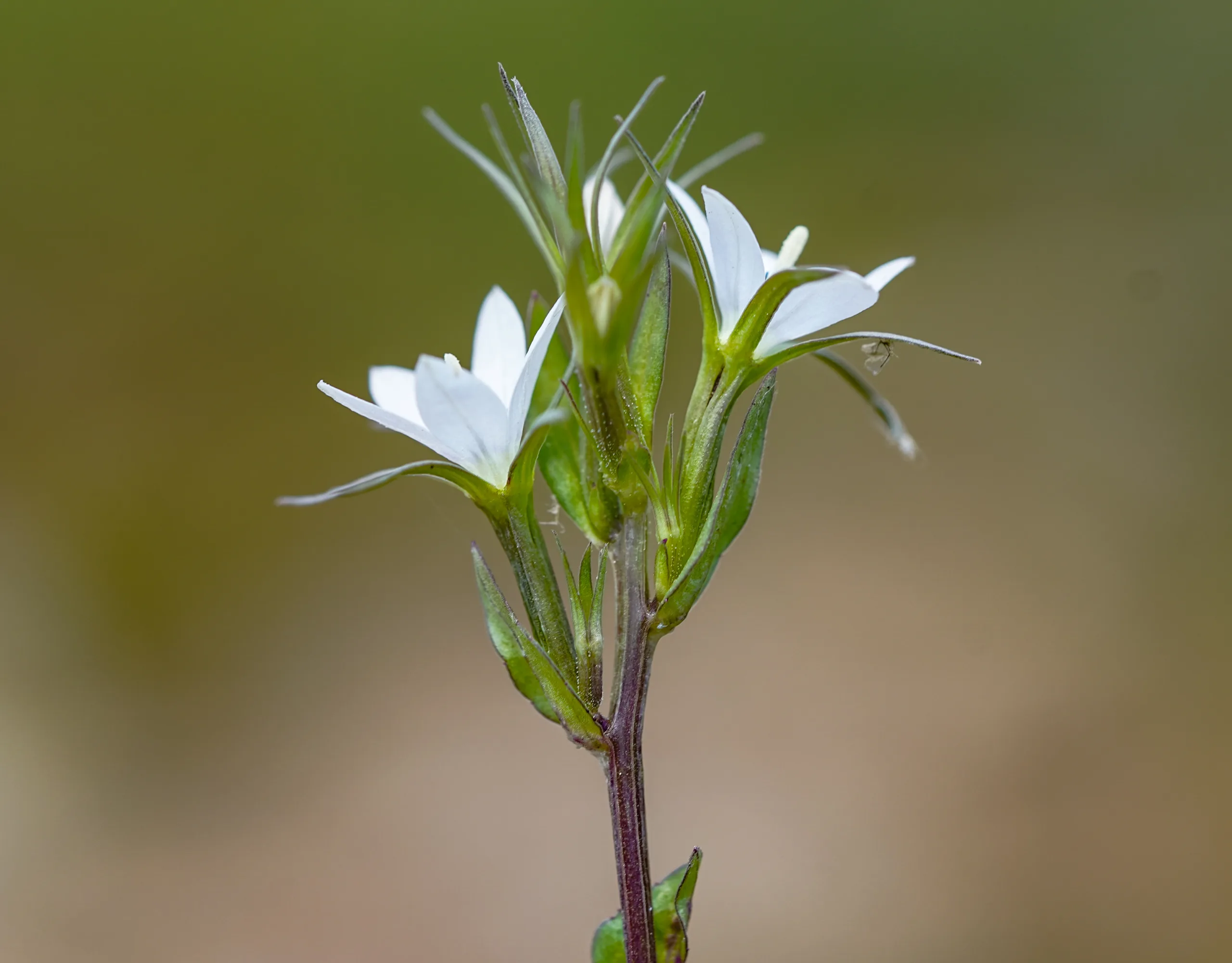 Legousia falcata