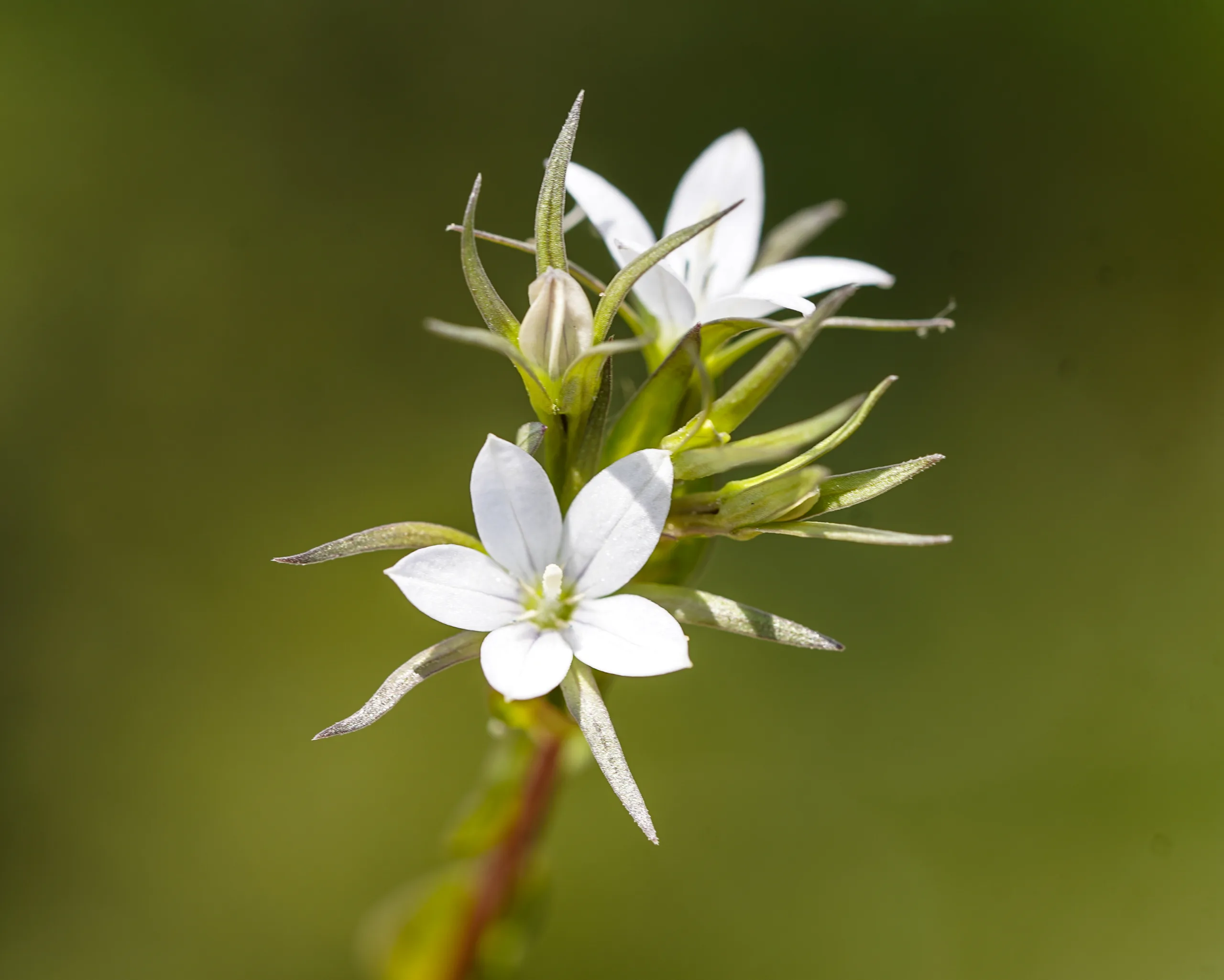 Legousia falcata