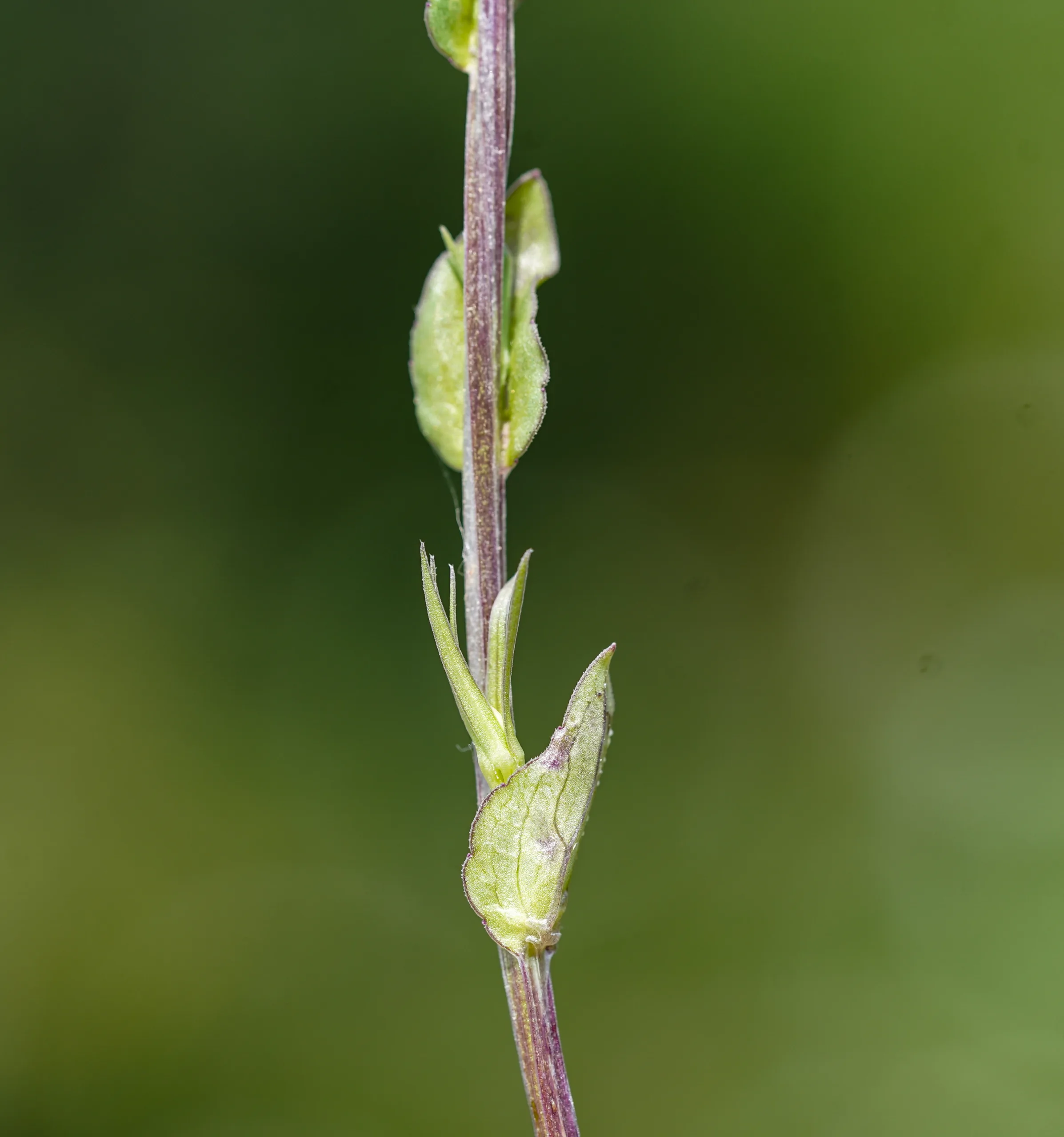 Legousia falcata