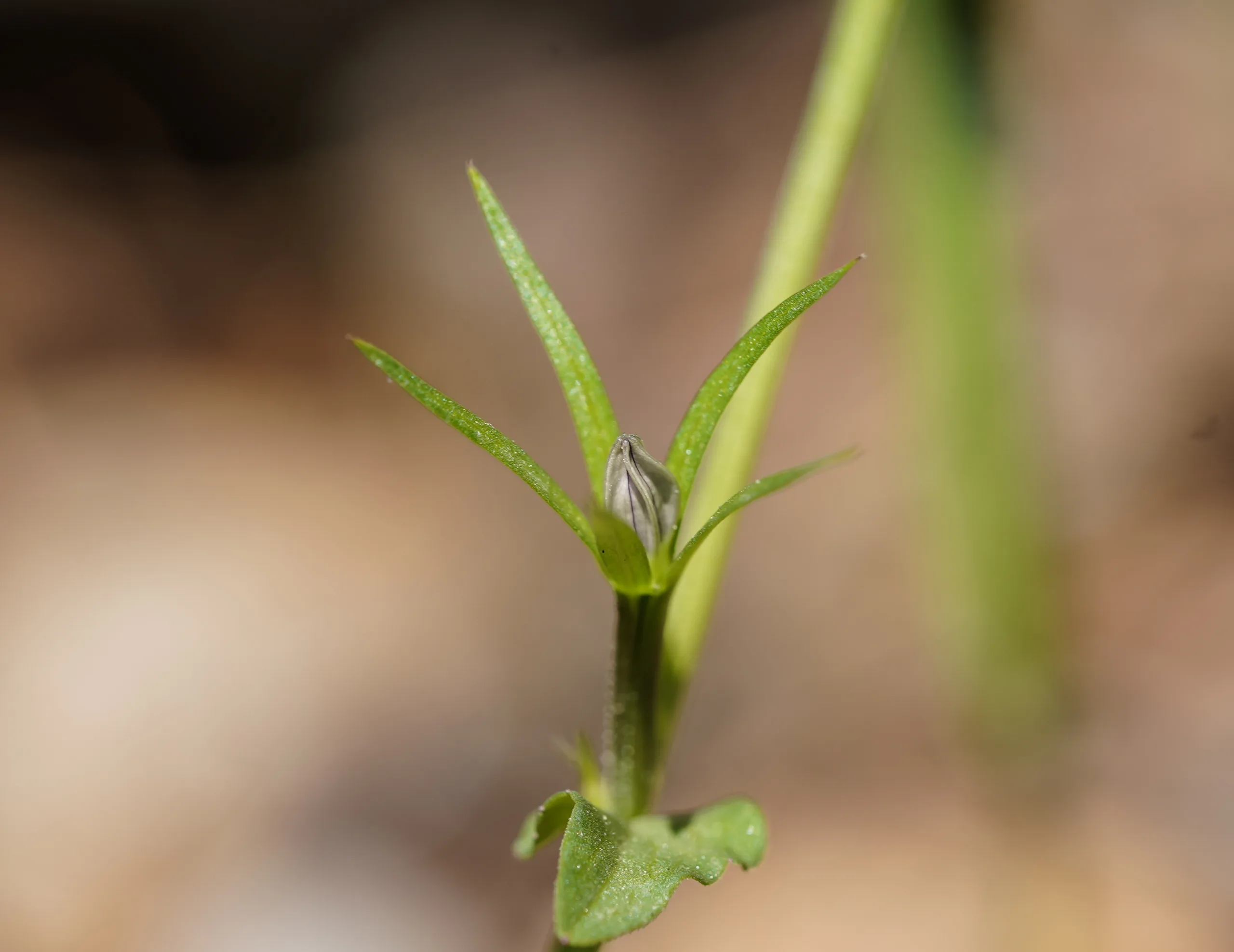 Legousia falcata