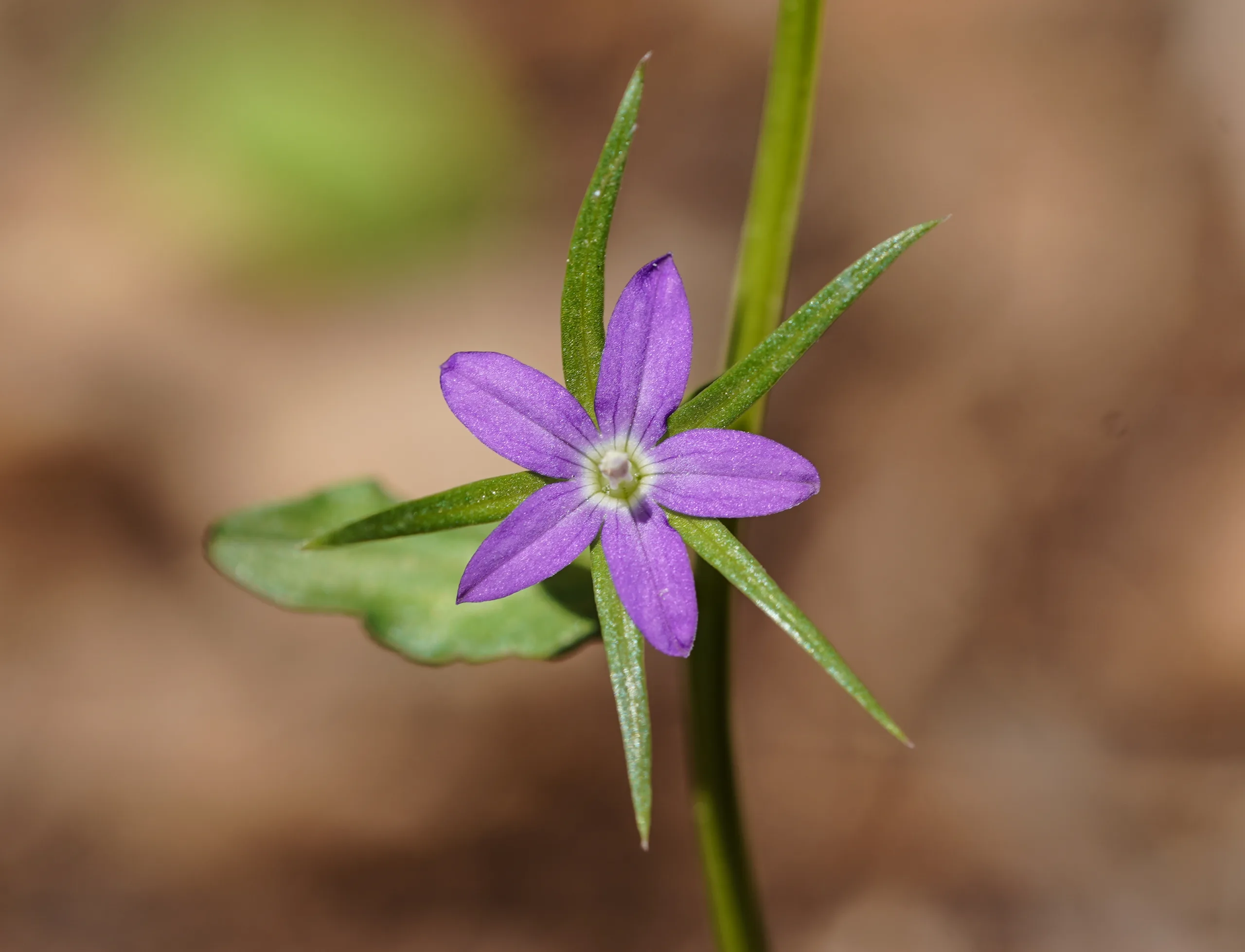 Legousia falcata (Eğri kadınaynası)