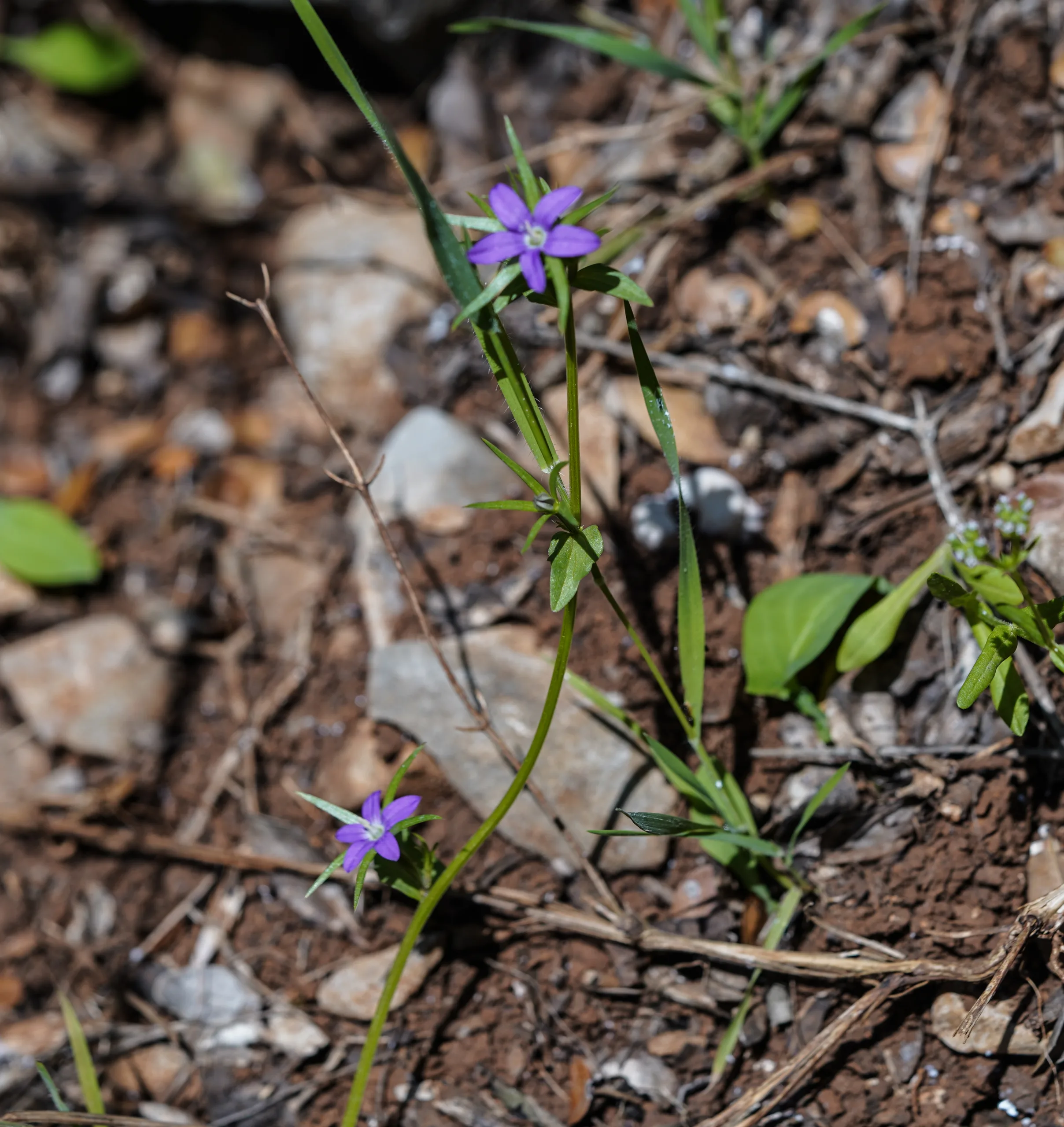 Legousia falcata