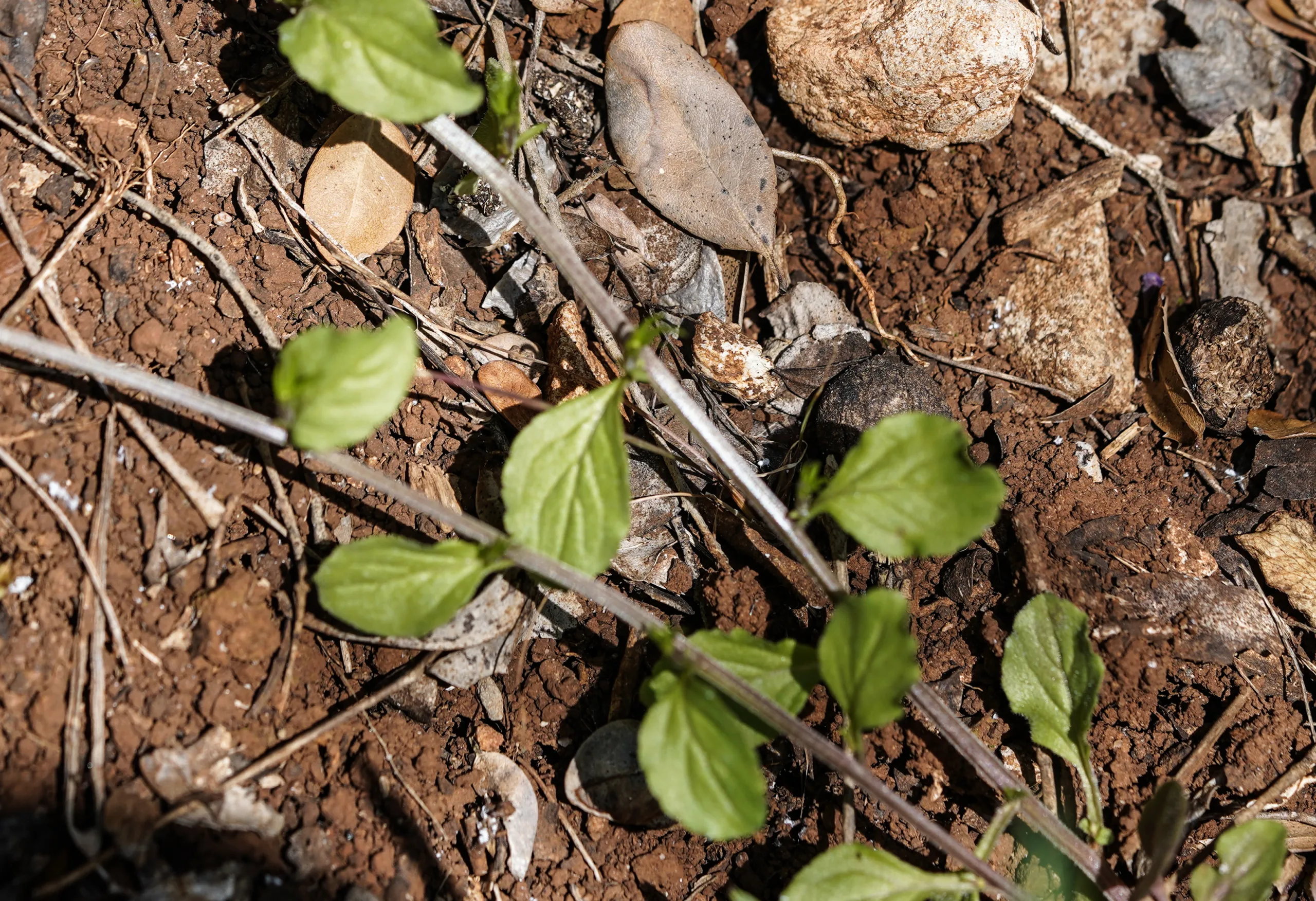 Legousia falcata