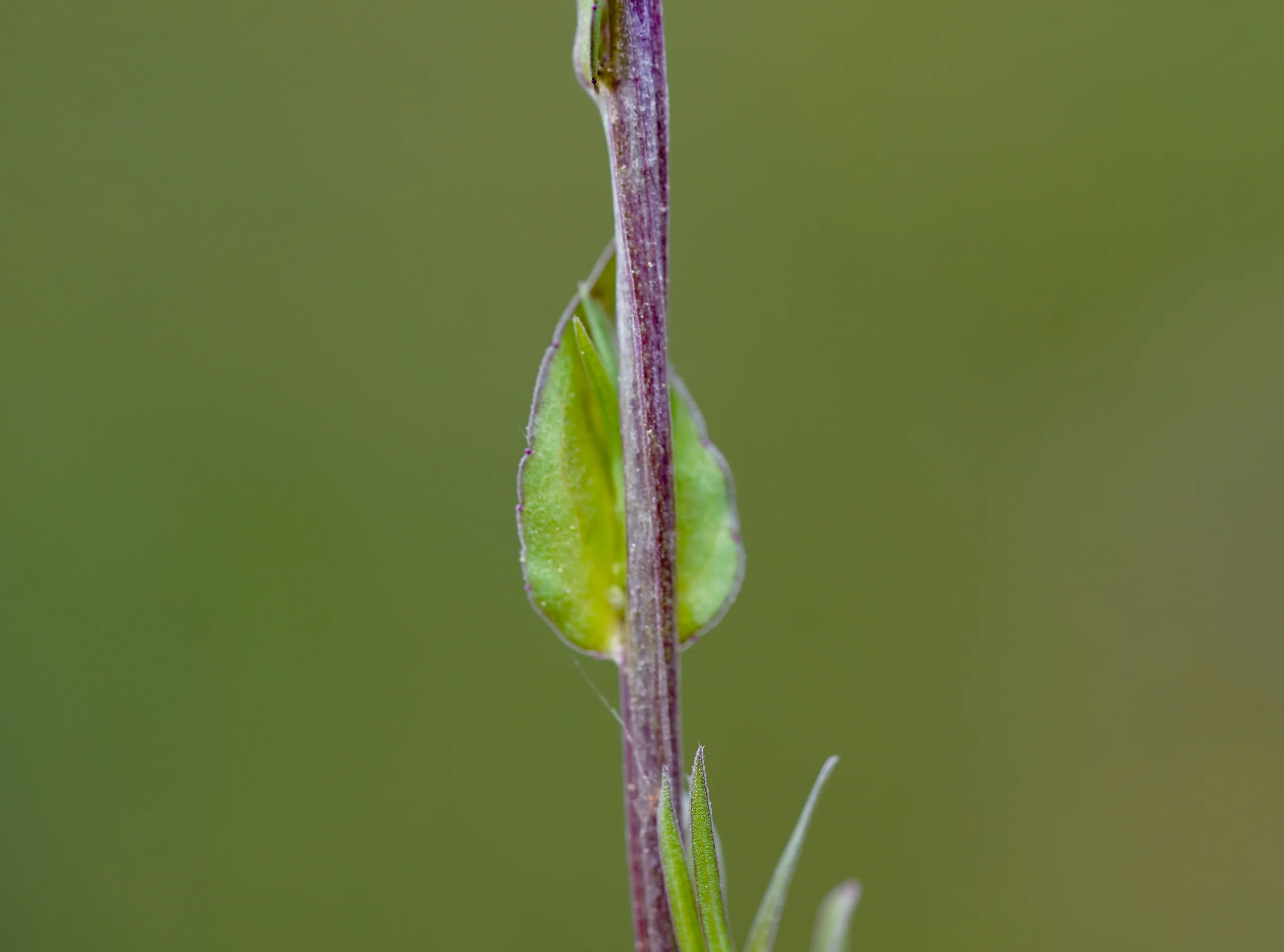 Legousia falcata