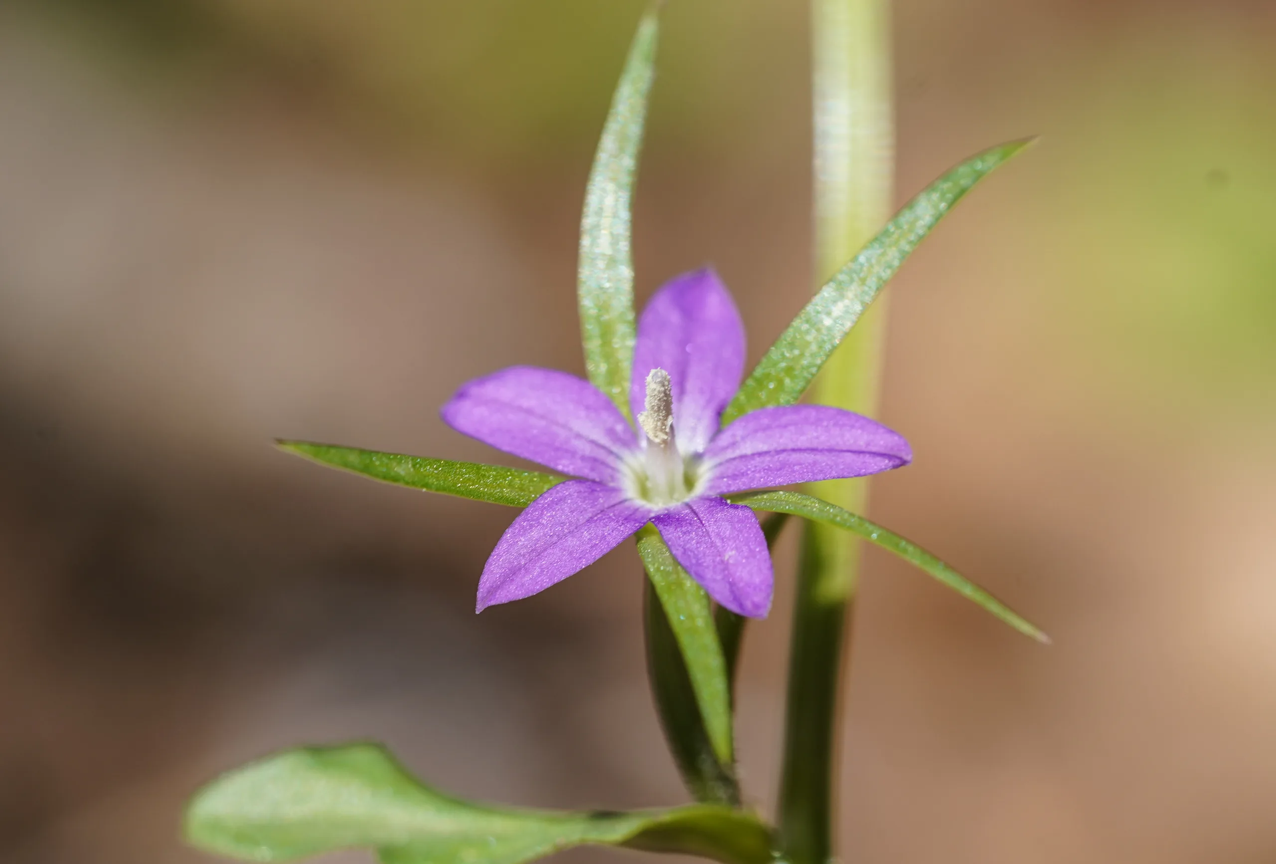 Legousia falcata