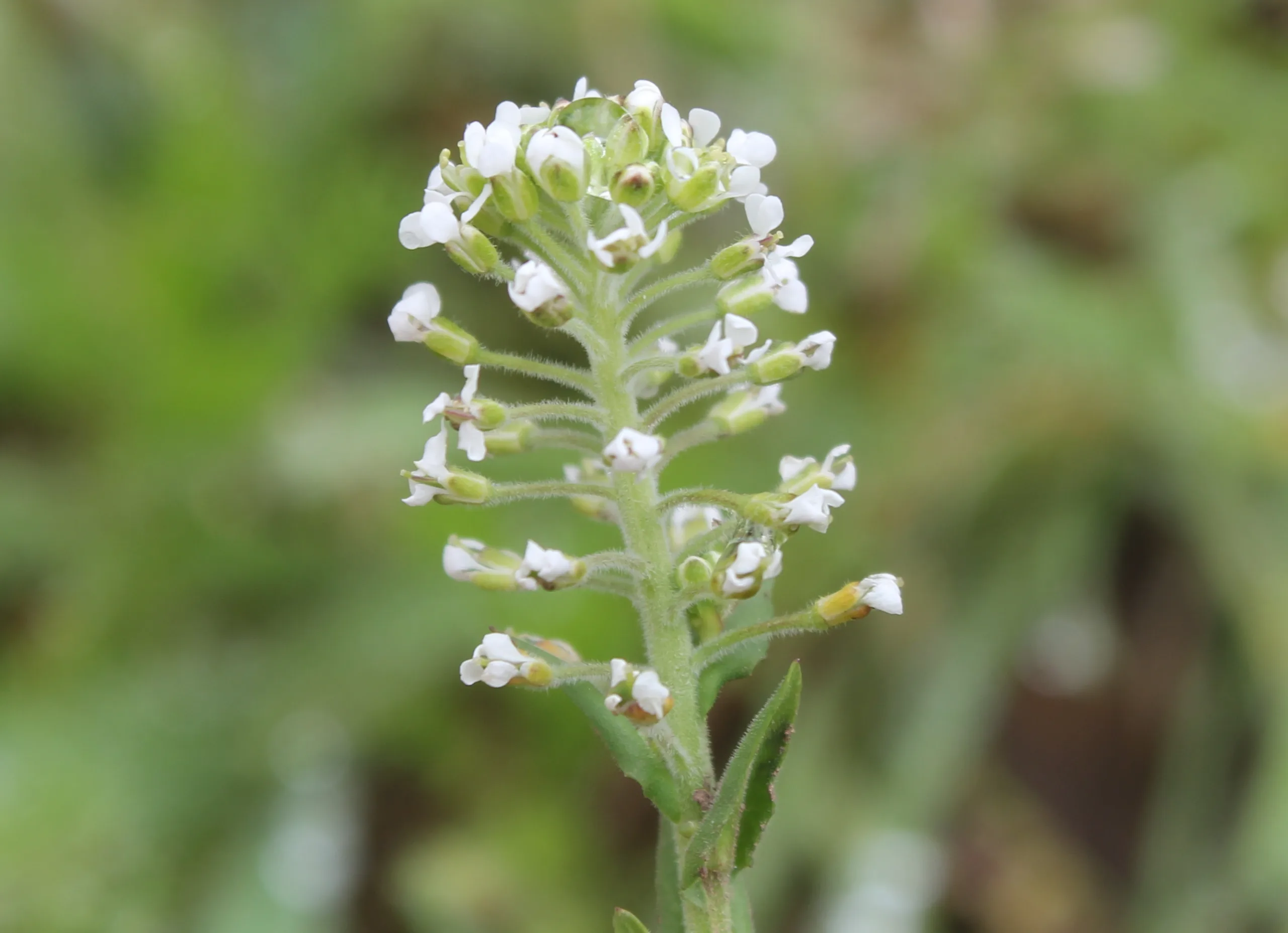 Lepidium campestre