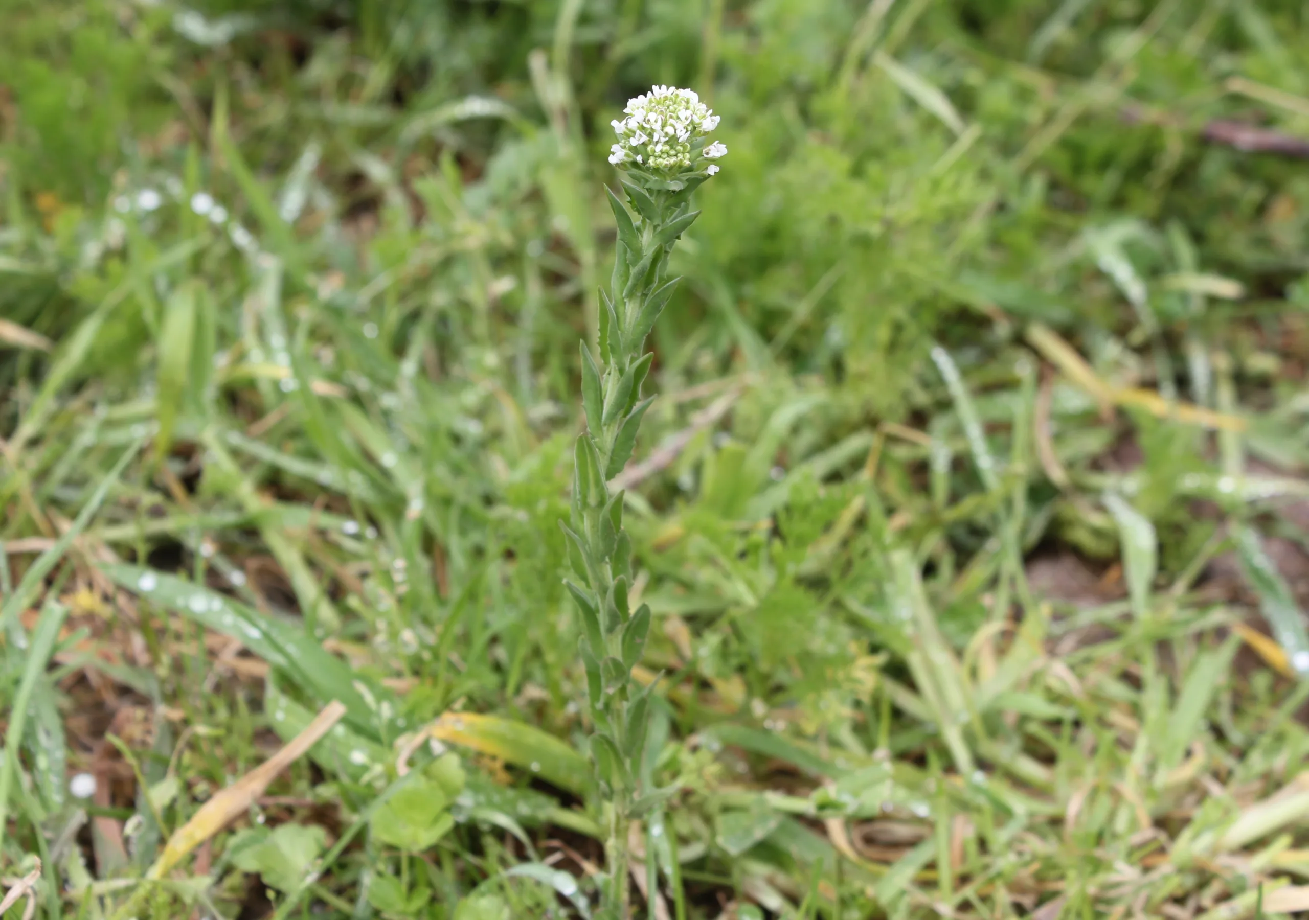 Lepidium campestre
