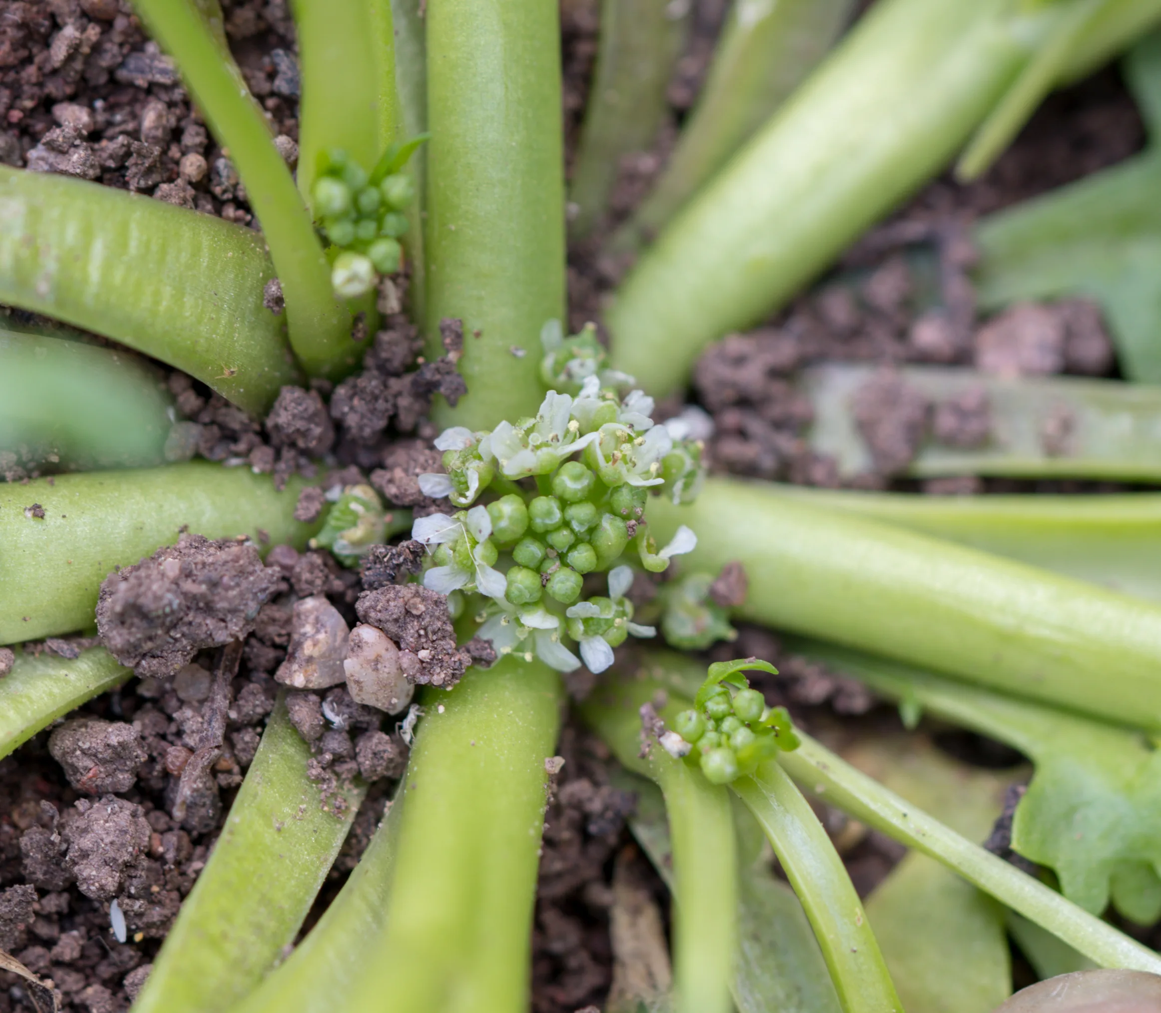Lepidium coronopus