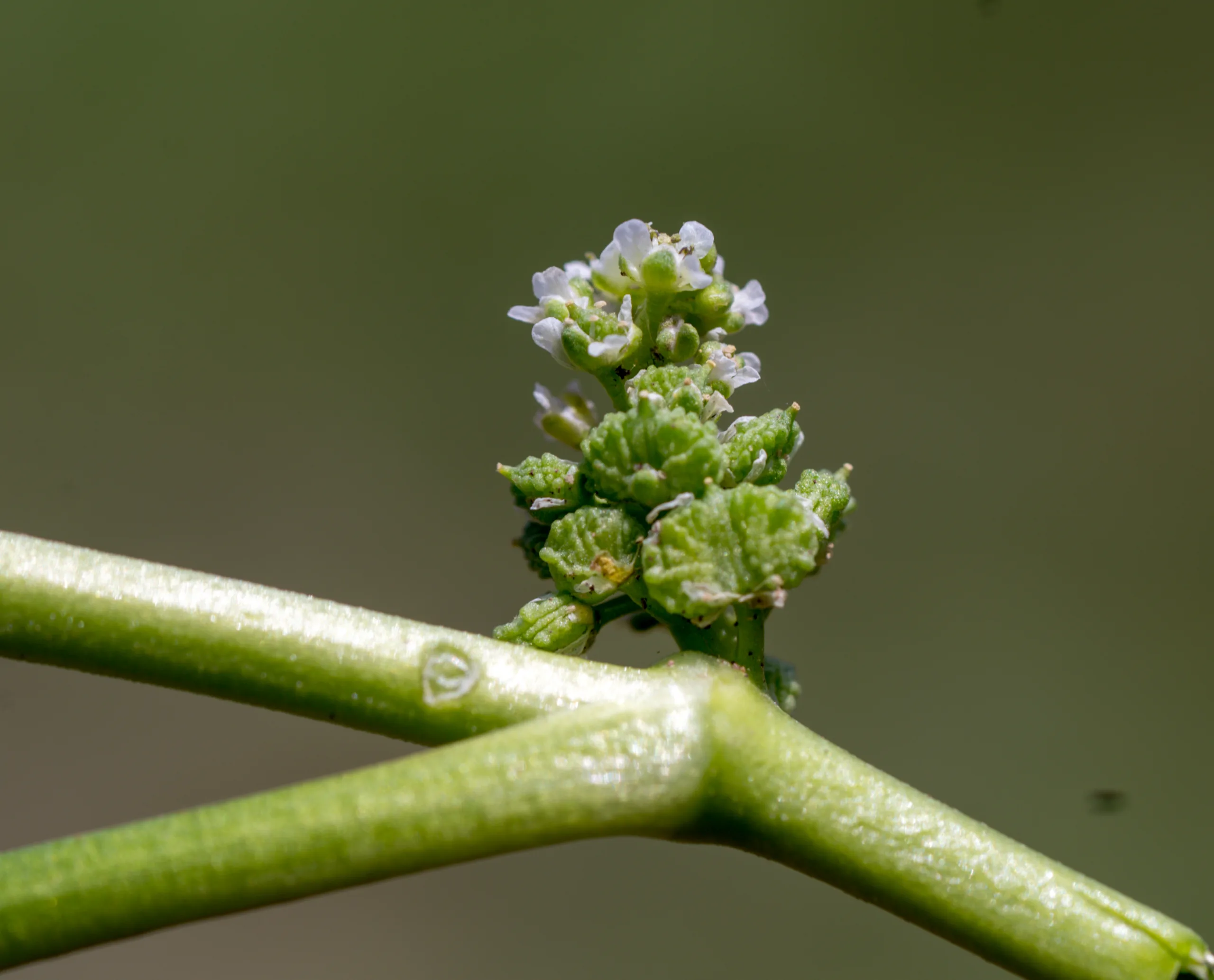 Lepidium coronopus