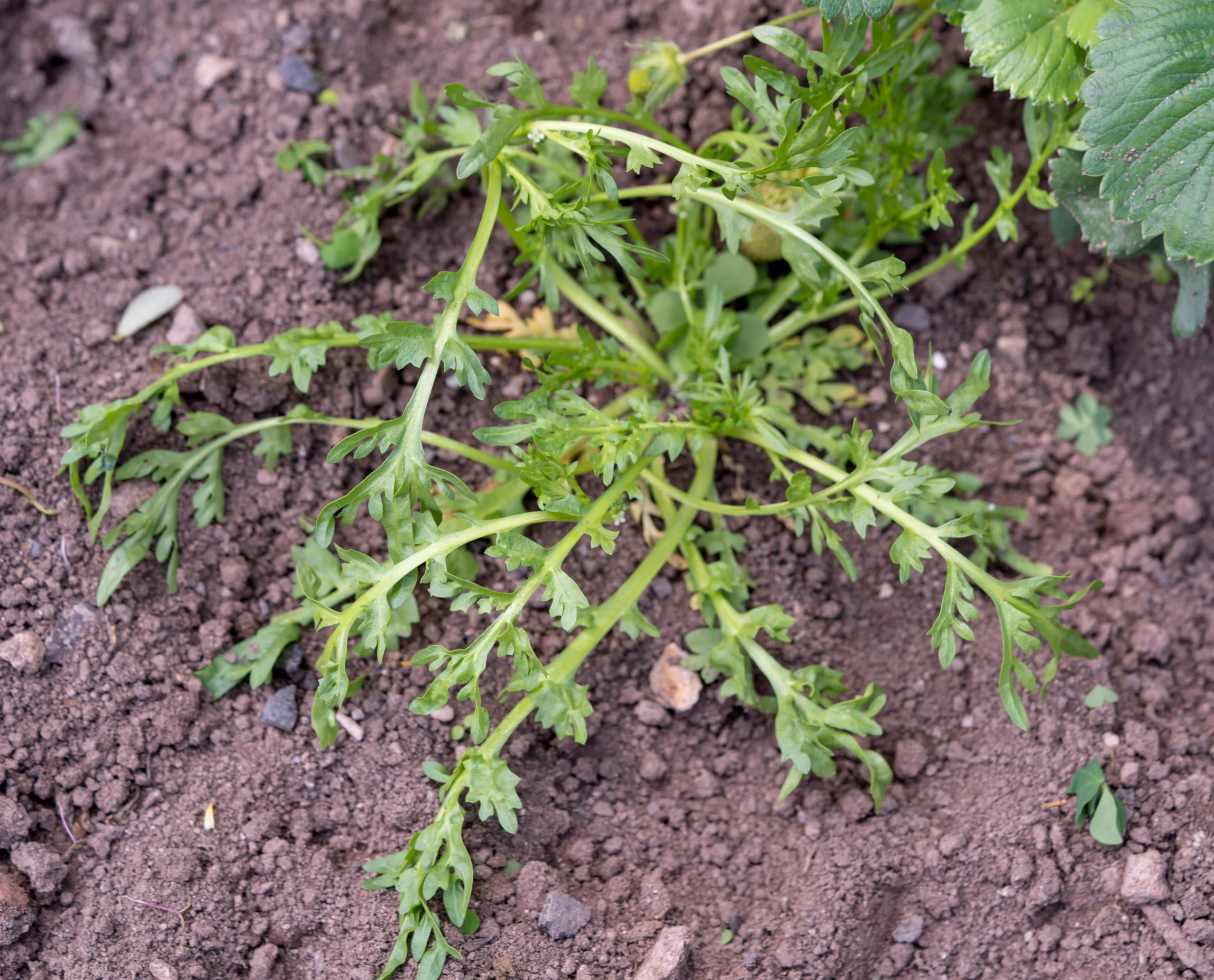 Lepidium coronopus