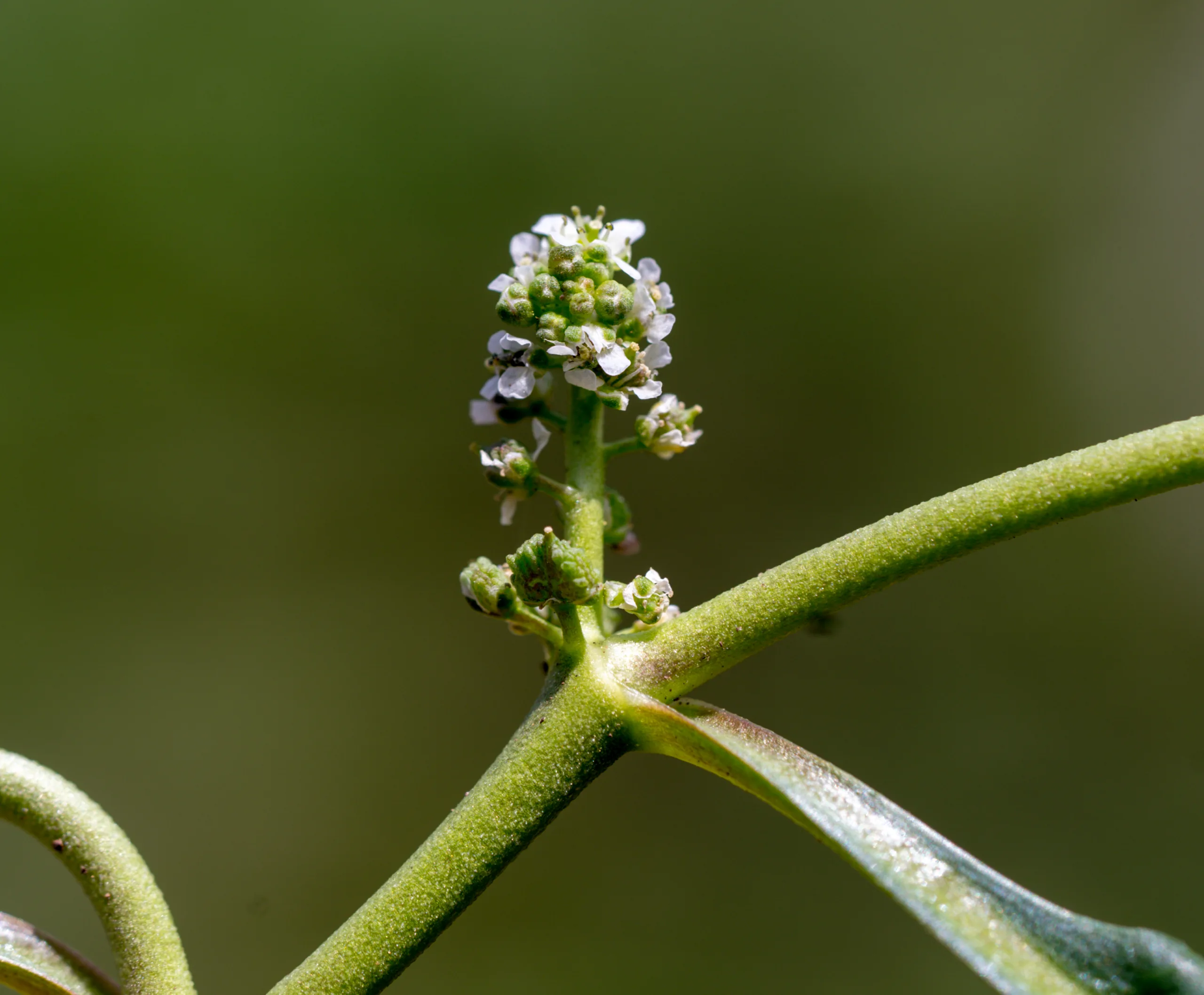 Lepidium coronopus