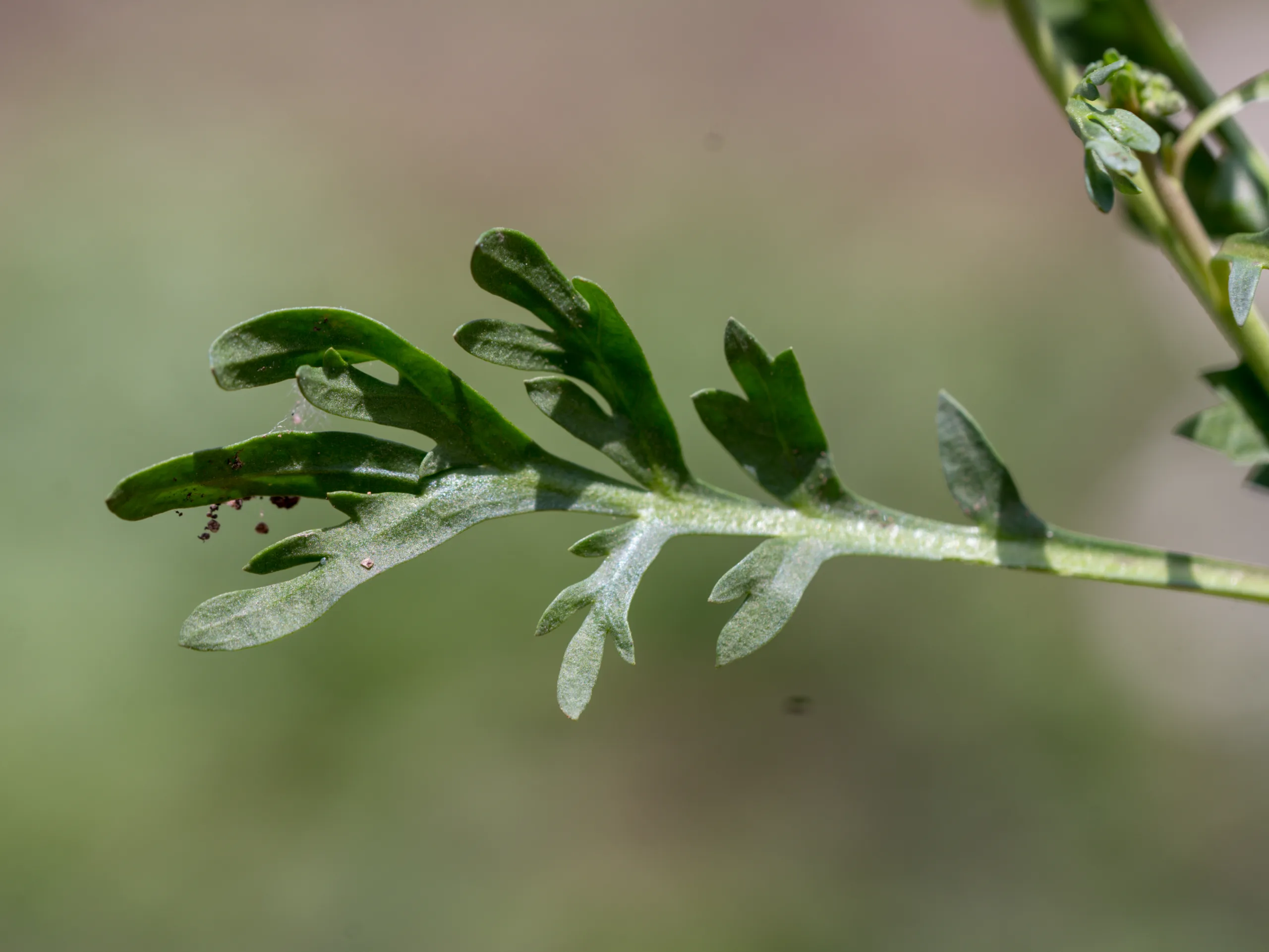Lepidium coronopus