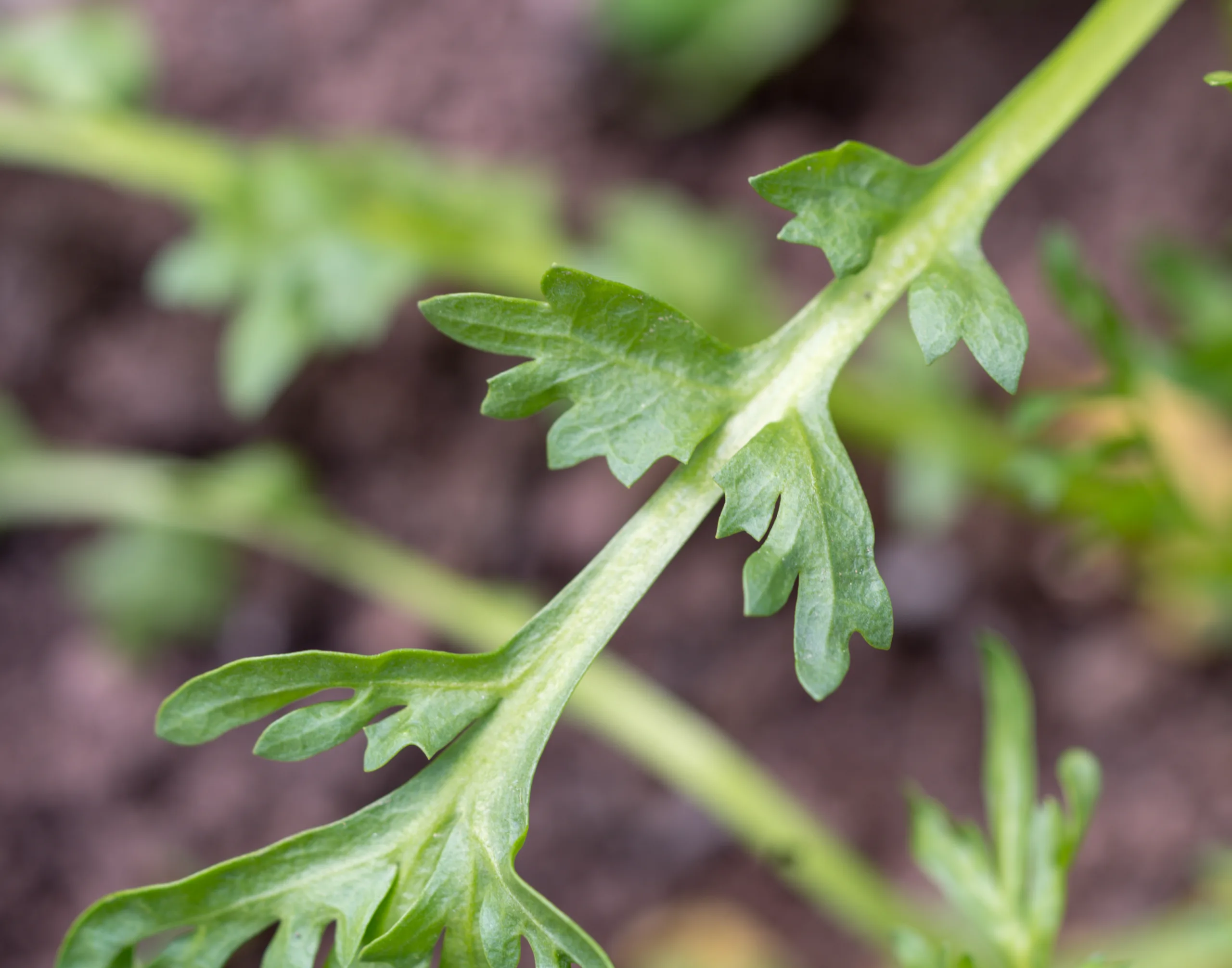 Lepidium coronopus