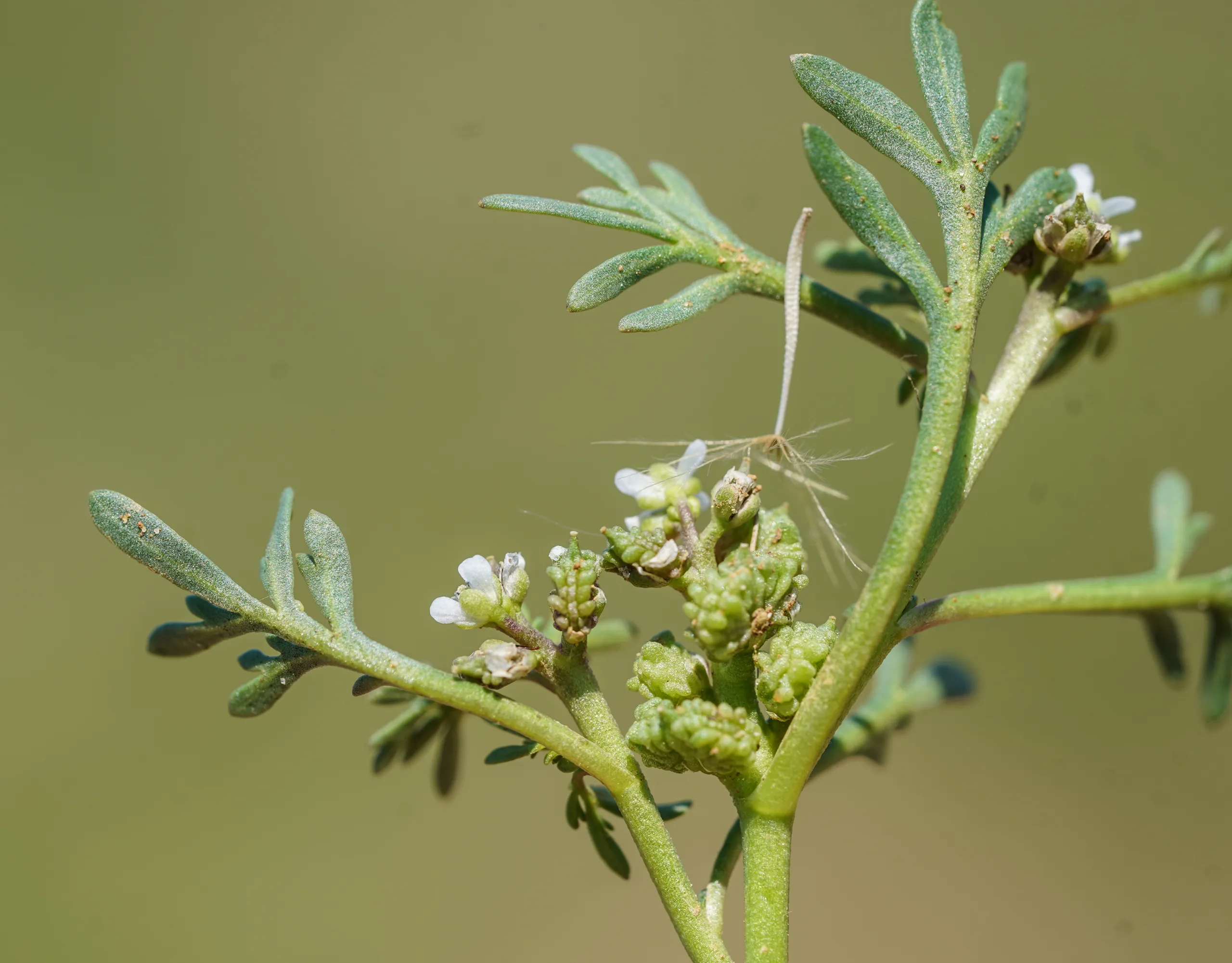 Lepidium coronopus